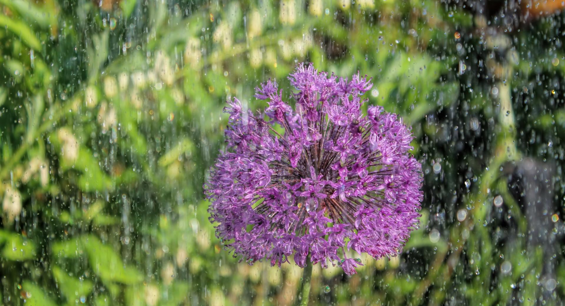 Onion Plant in the Rain at 1280 x 960 size wallpapers HD quality