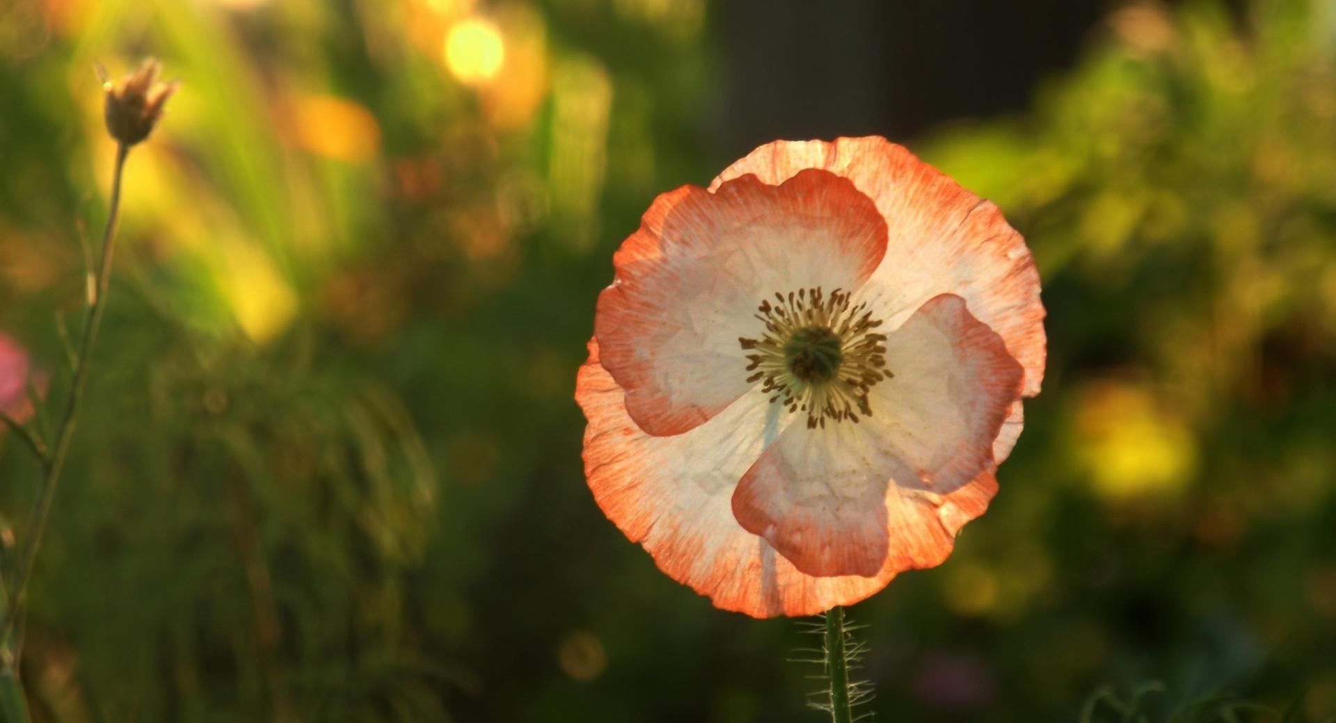 Opened Poppy at 320 x 480 iPhone size wallpapers HD quality