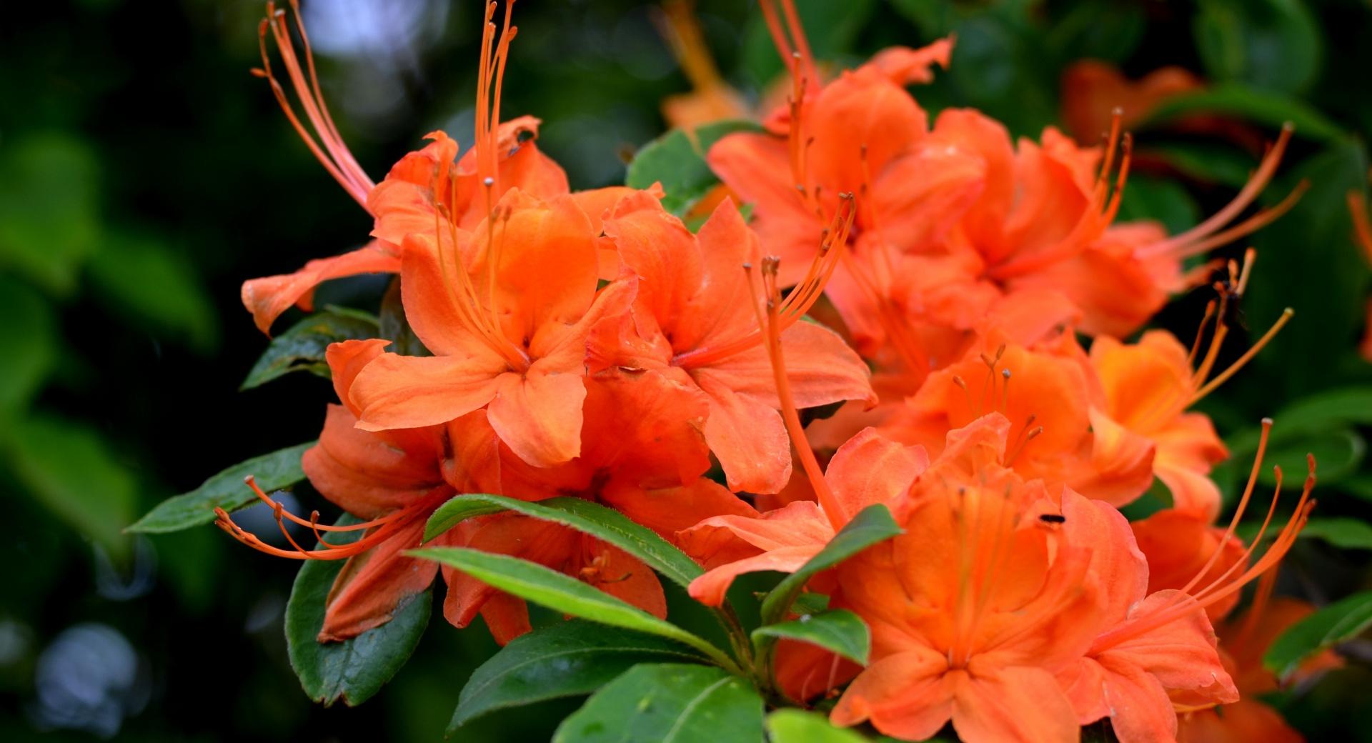 Orange Azaleas Flowers at 750 x 1334 iPhone 6 size wallpapers HD quality