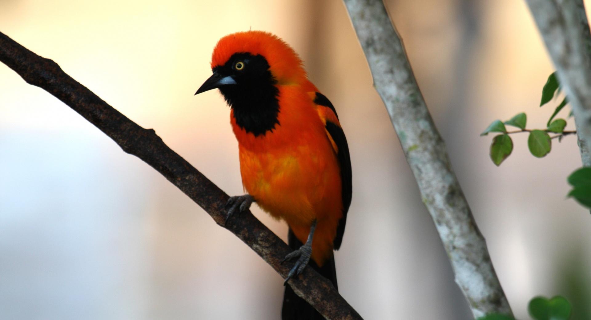 Orange backed Troupial at 1600 x 1200 size wallpapers HD quality