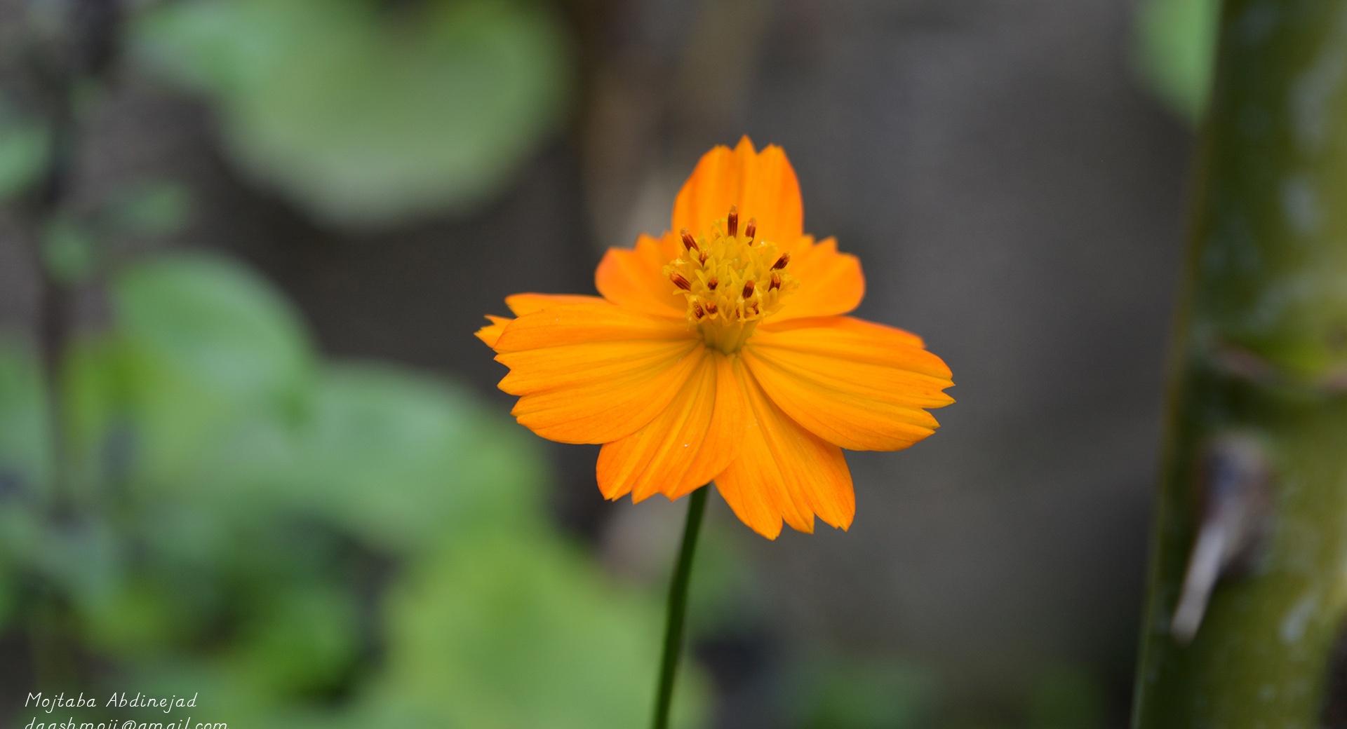 Orange Flower at 640 x 960 iPhone 4 size wallpapers HD quality
