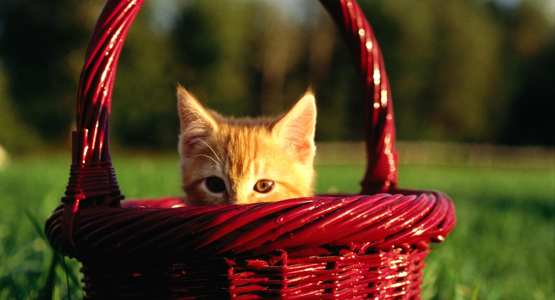 Orange Kitten In Basket at 640 x 1136 iPhone 5 size wallpapers HD quality