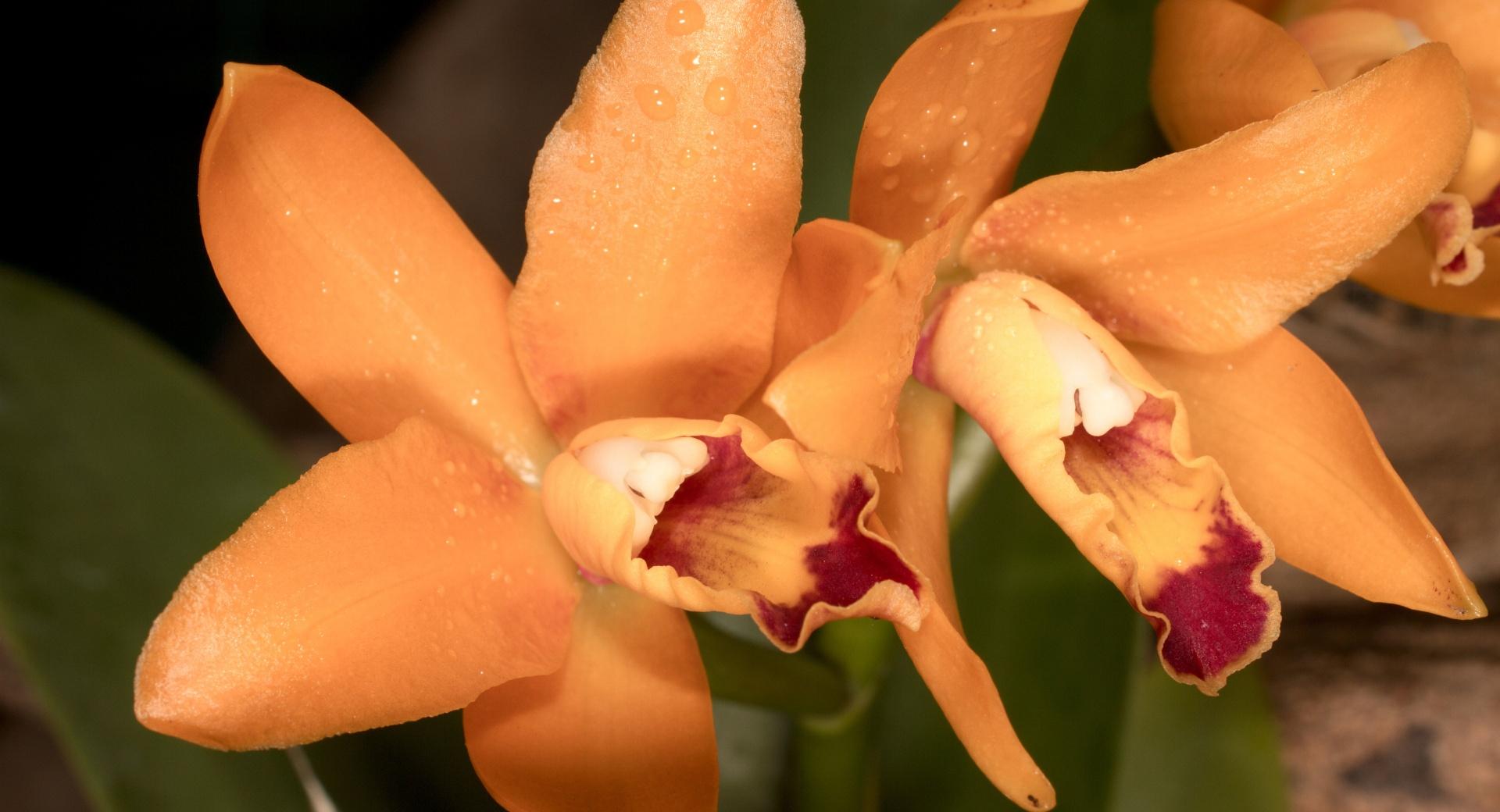 Orange Orchids at 320 x 480 iPhone size wallpapers HD quality