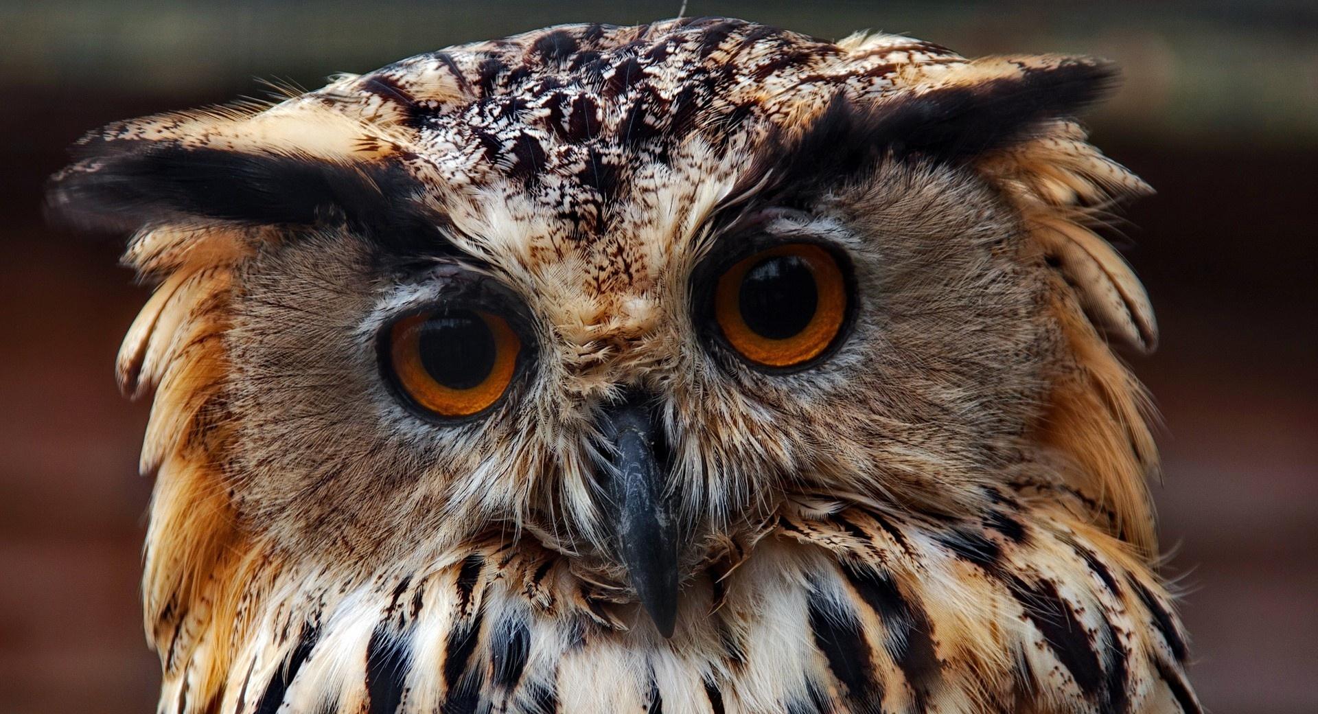 Owl Predator Close Up at 1334 x 750 iPhone 7 size wallpapers HD quality