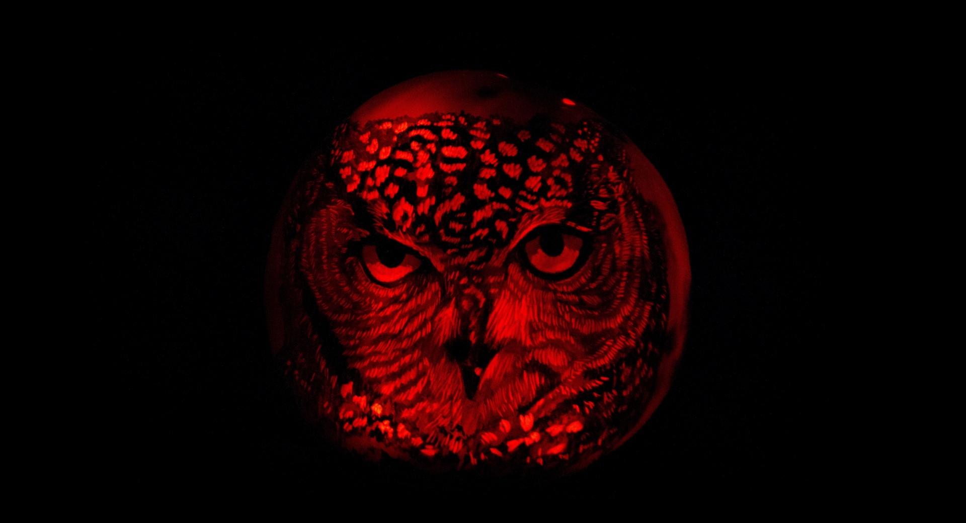 Owl Pumpkin Carving at 1280 x 960 size wallpapers HD quality