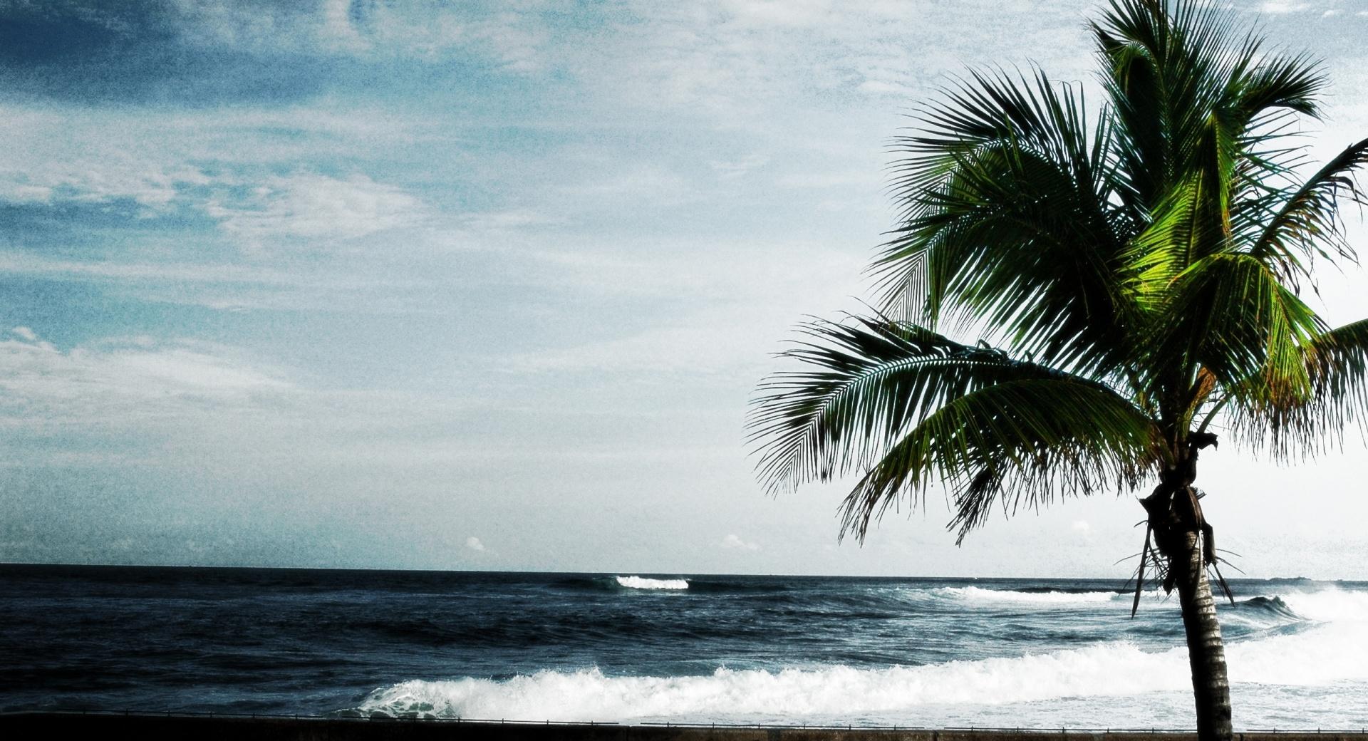 Palm Tree, Ocean at 750 x 1334 iPhone 6 size wallpapers HD quality