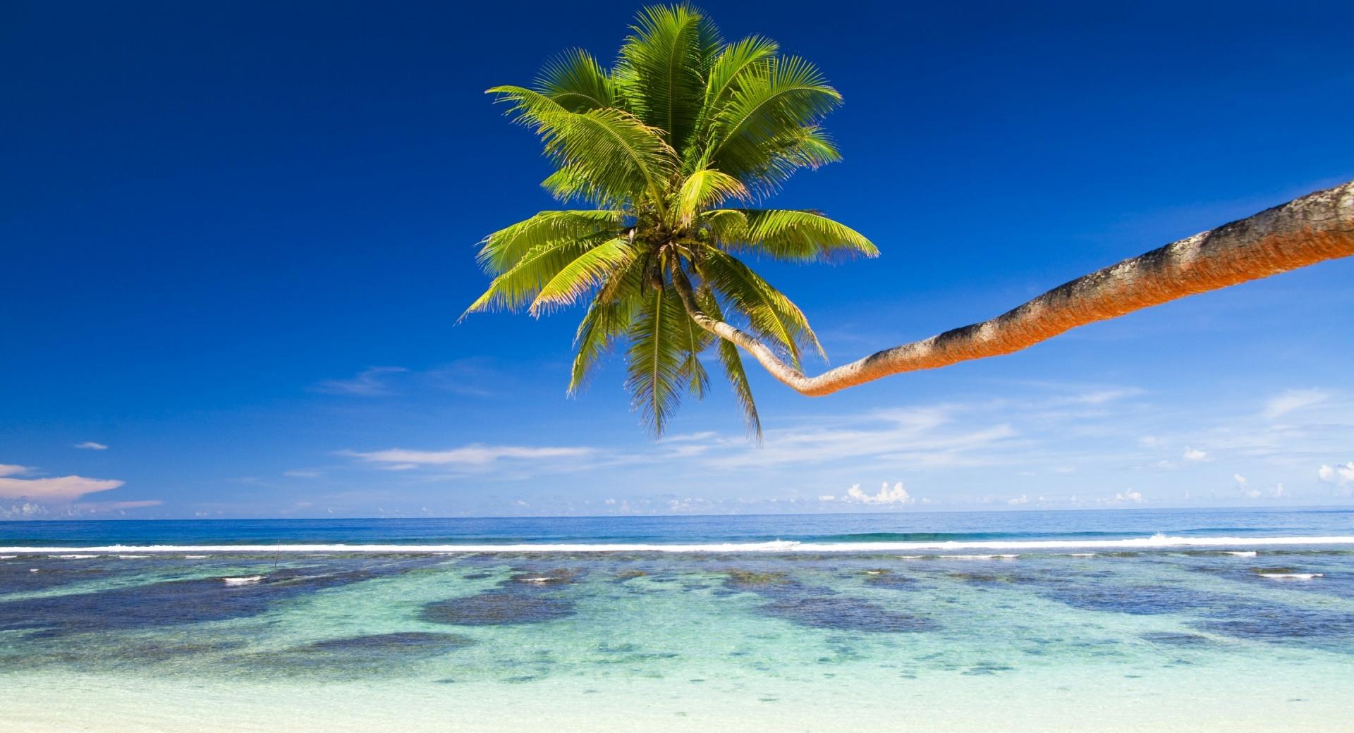 Palm Tree Over Tropical Beach at 640 x 1136 iPhone 5 size wallpapers HD quality