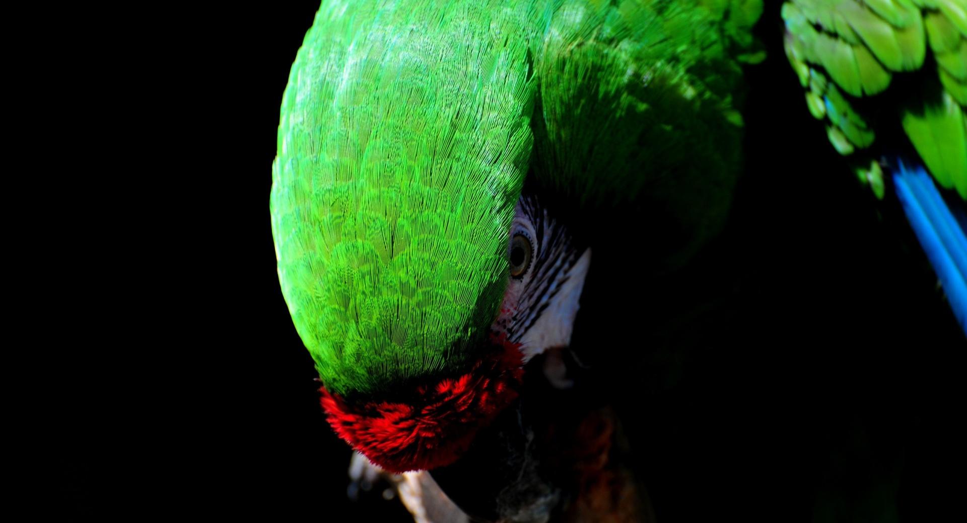 Parrot Bird at 2048 x 2048 iPad size wallpapers HD quality