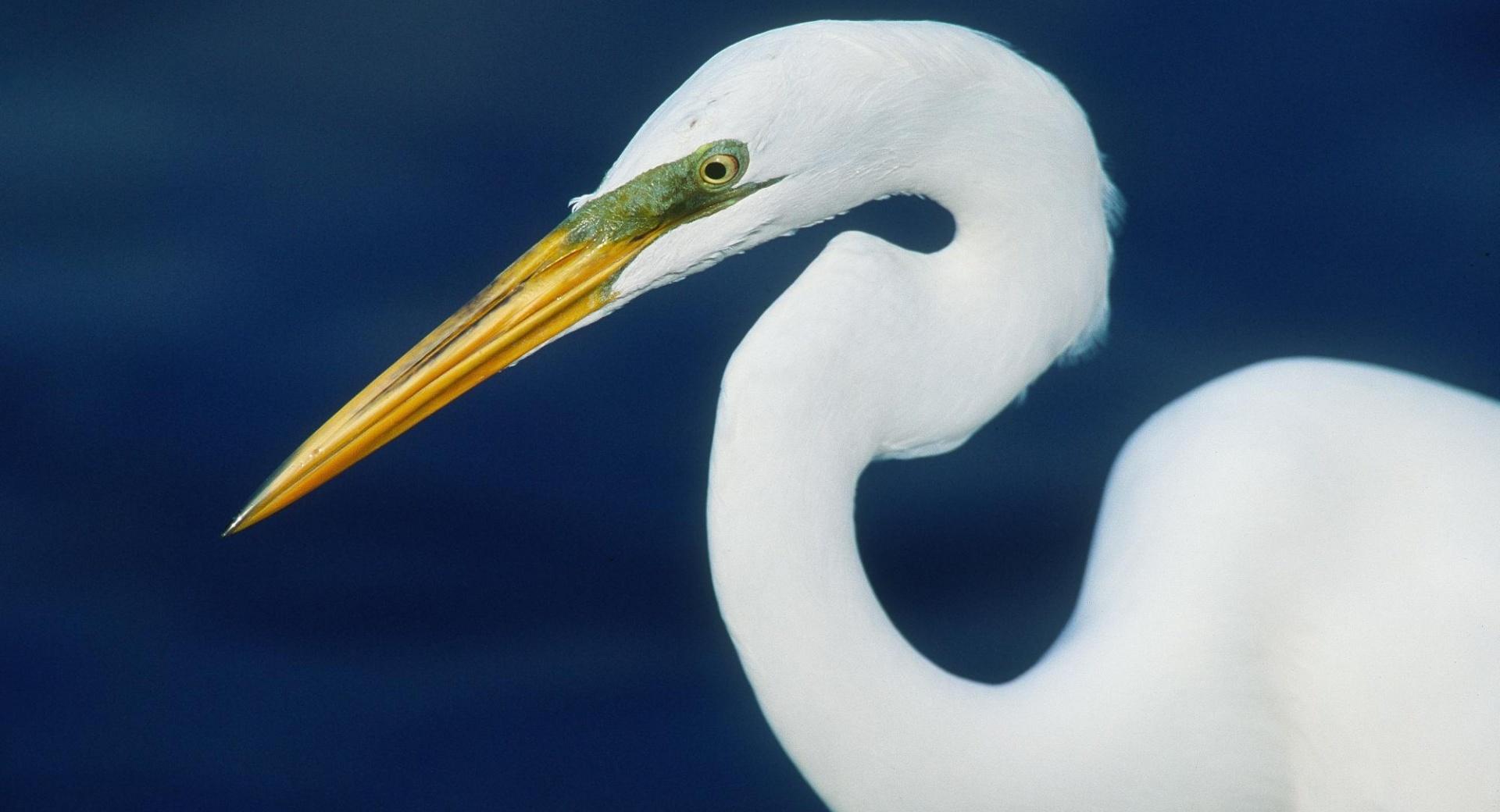 Perfect Form Egret wallpapers HD quality