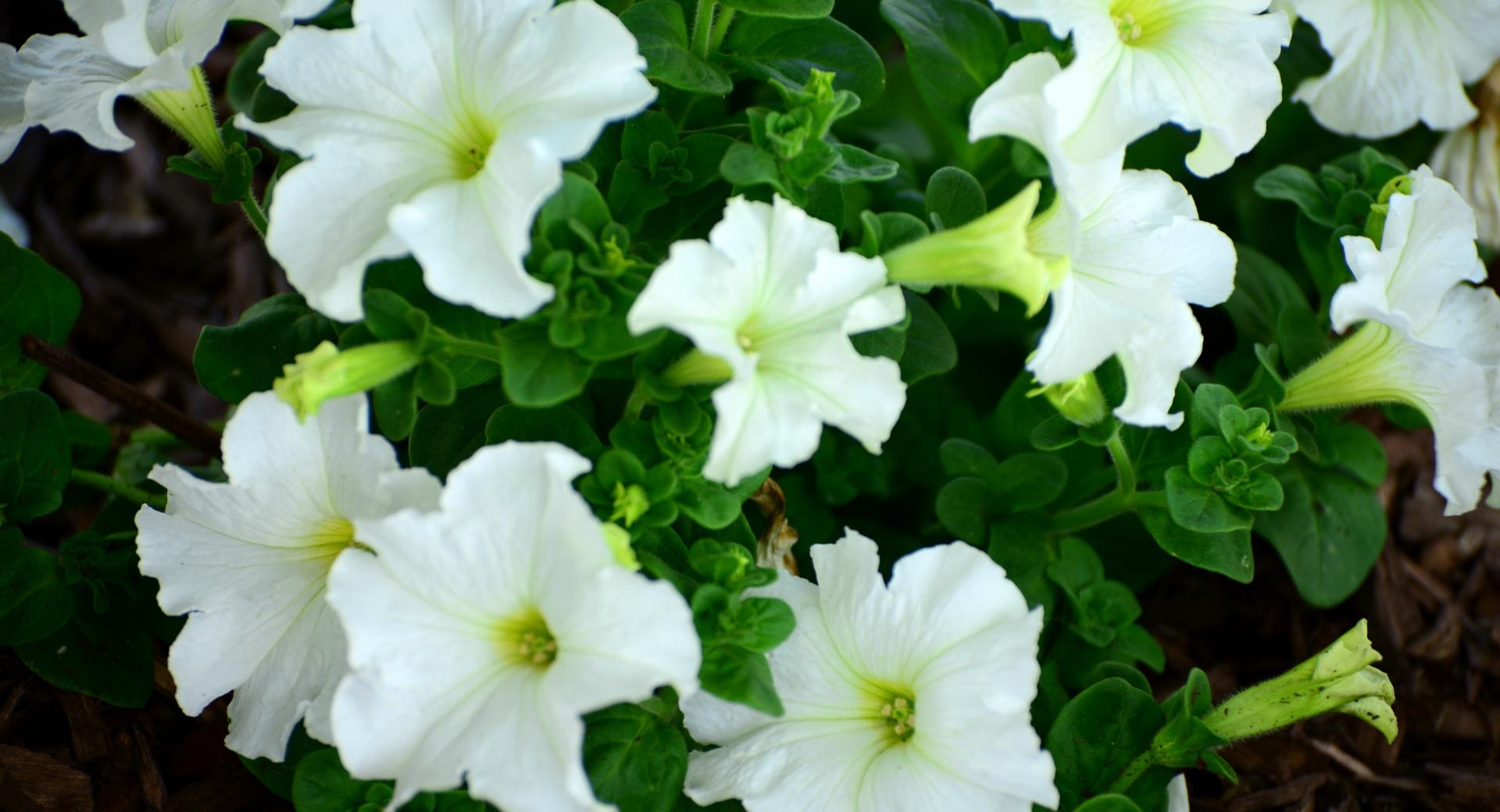 Petunias at 2048 x 2048 iPad size wallpapers HD quality