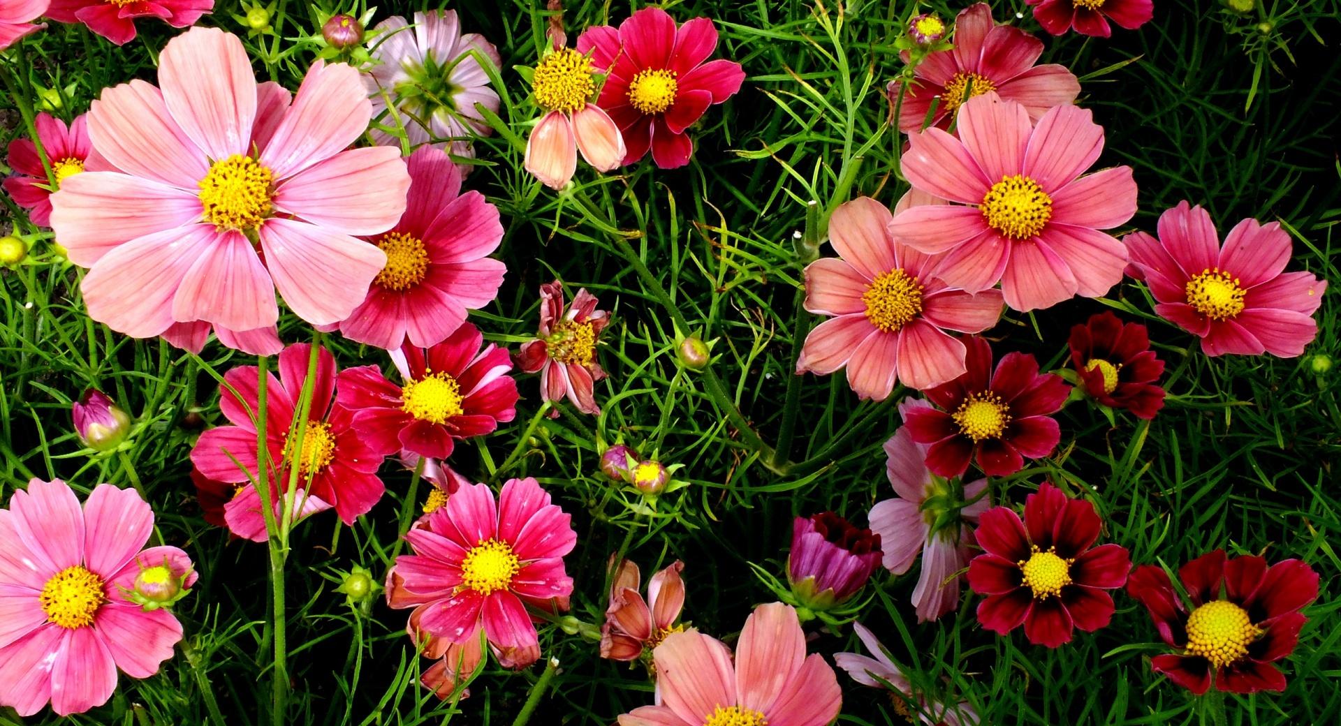 Pink Cosmos Flowers at 1024 x 768 size wallpapers HD quality