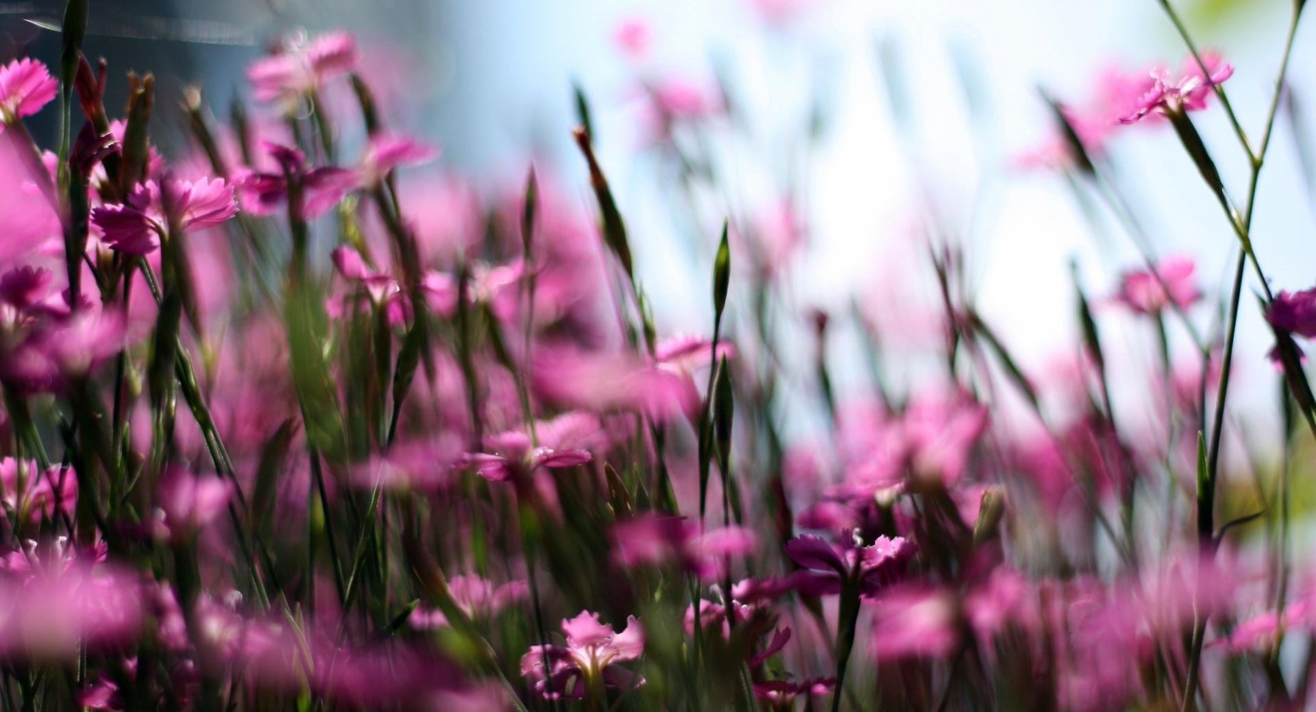 Pink Dianthus Field at 1152 x 864 size wallpapers HD quality