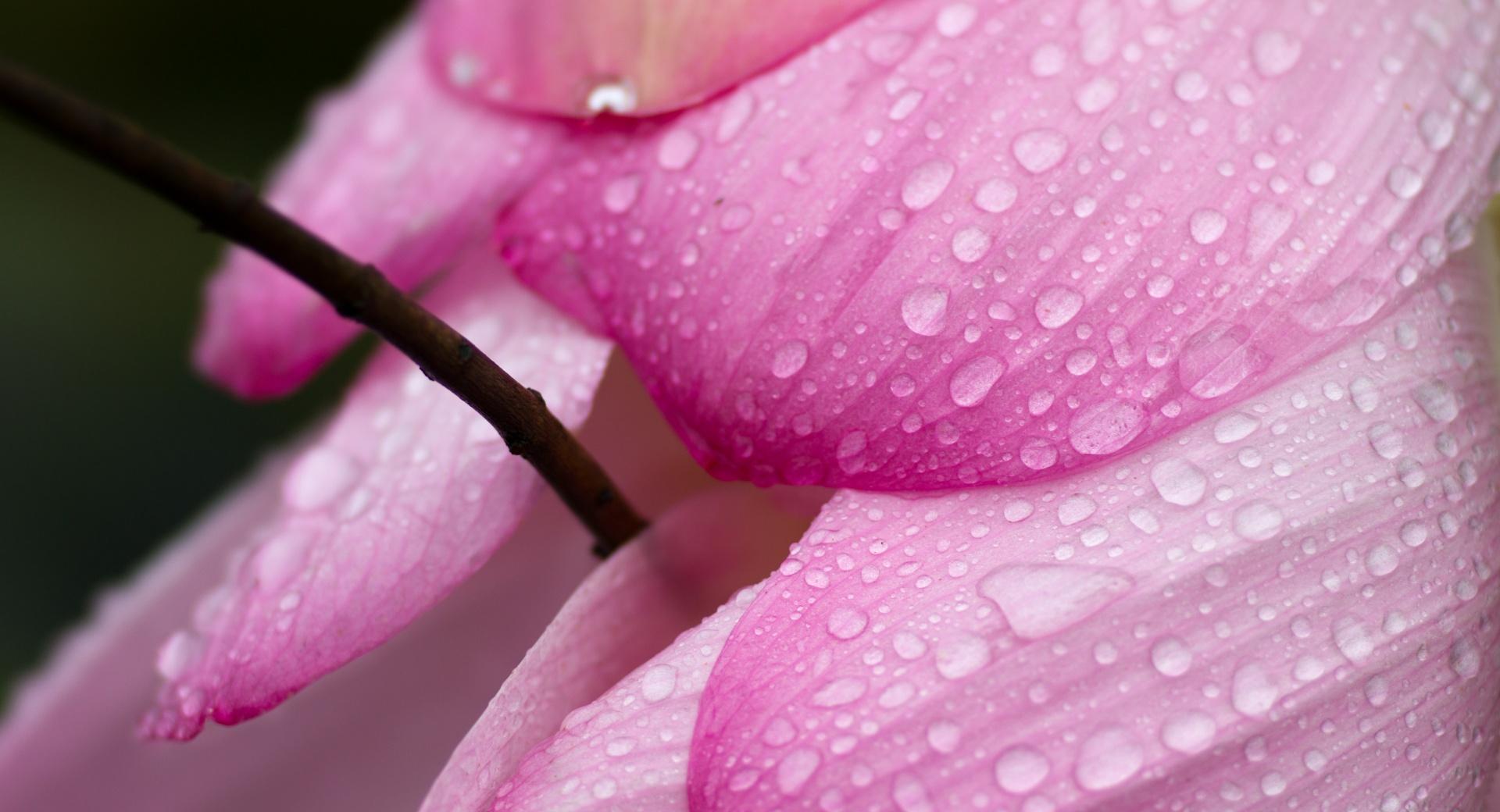 Pink Flower Petals Macro at 640 x 1136 iPhone 5 size wallpapers HD quality