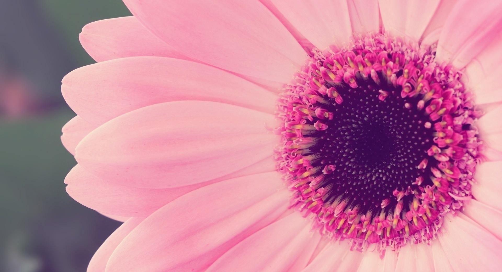 Pink Gerbera Daisy at 320 x 480 iPhone size wallpapers HD quality