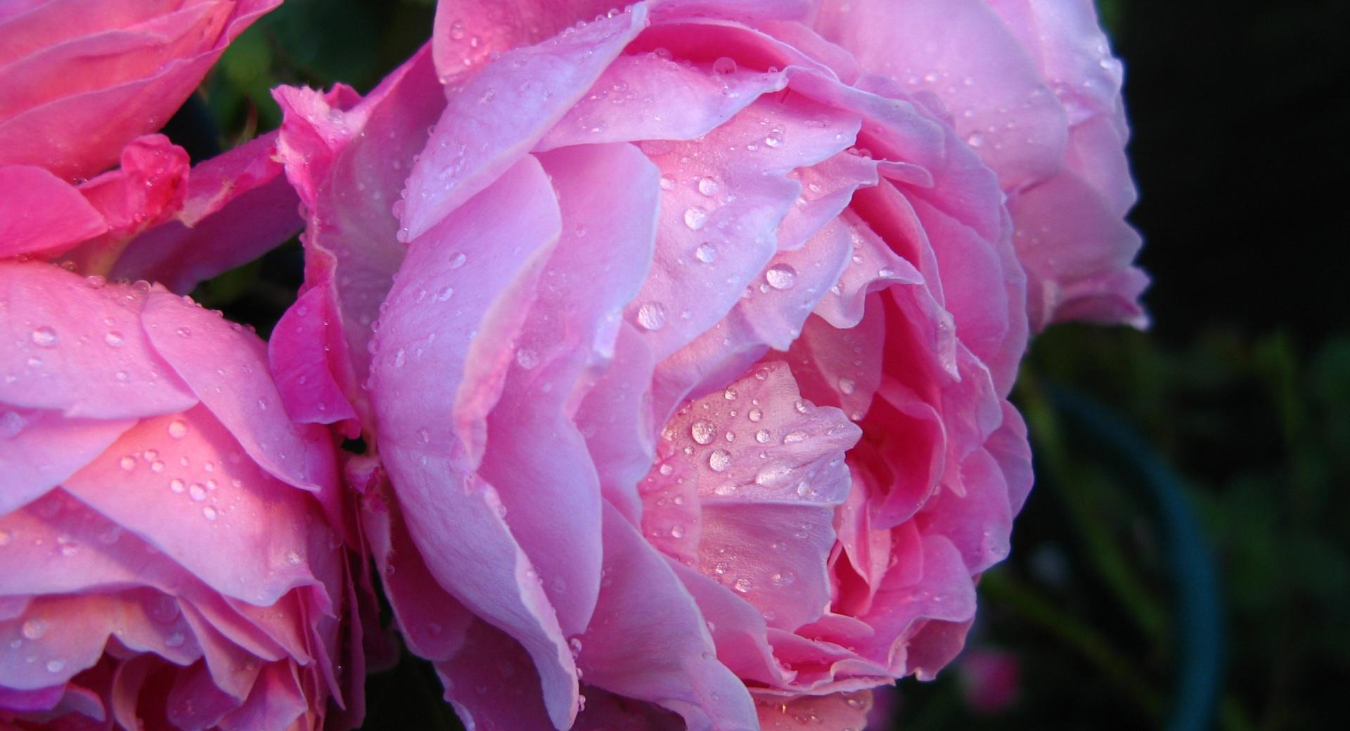 Pink Roses With Water Drops wallpapers HD quality