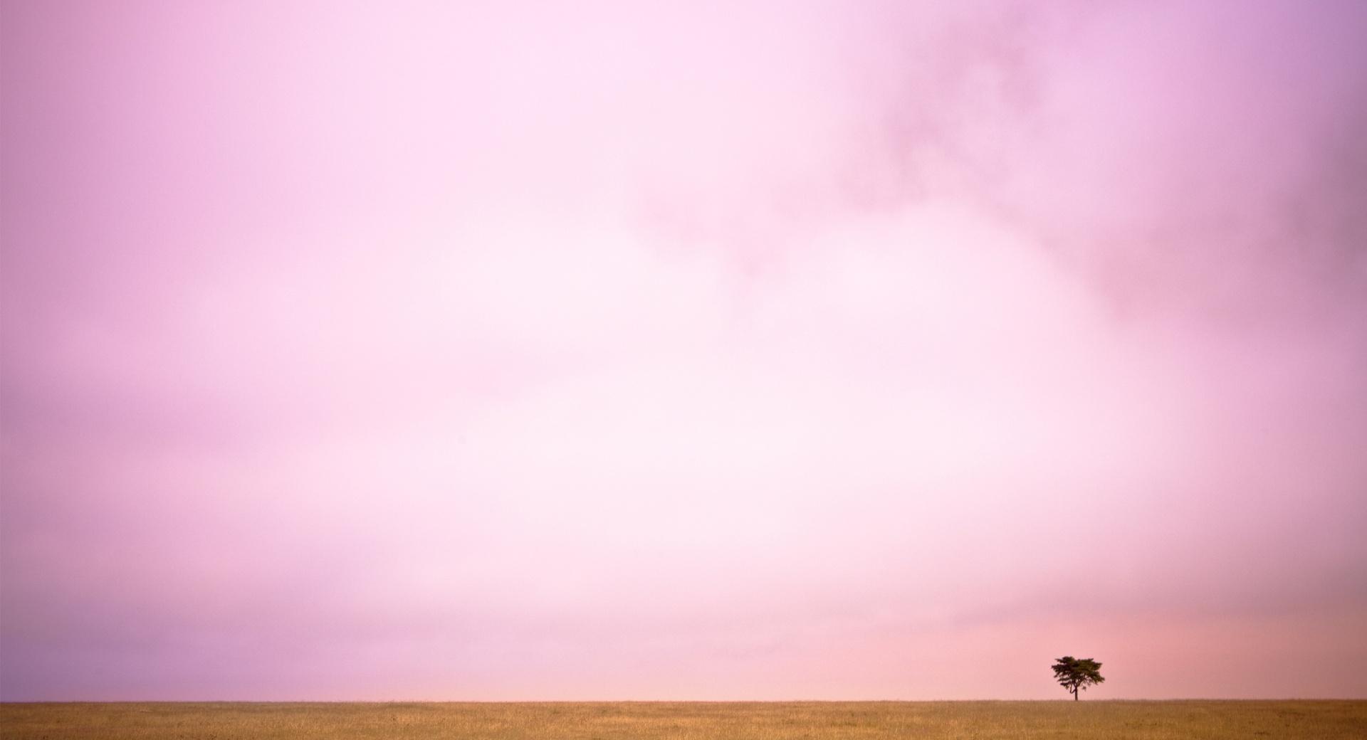 Pink Sky And Lone Tree at 1024 x 1024 iPad size wallpapers HD quality