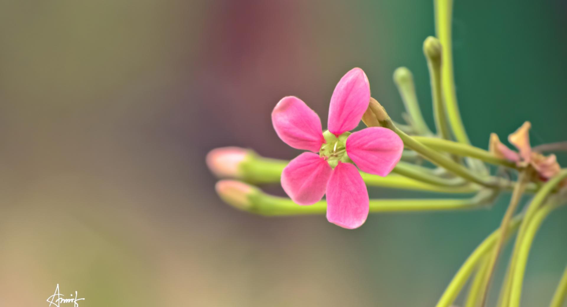 Pink Small Flower at 1334 x 750 iPhone 7 size wallpapers HD quality