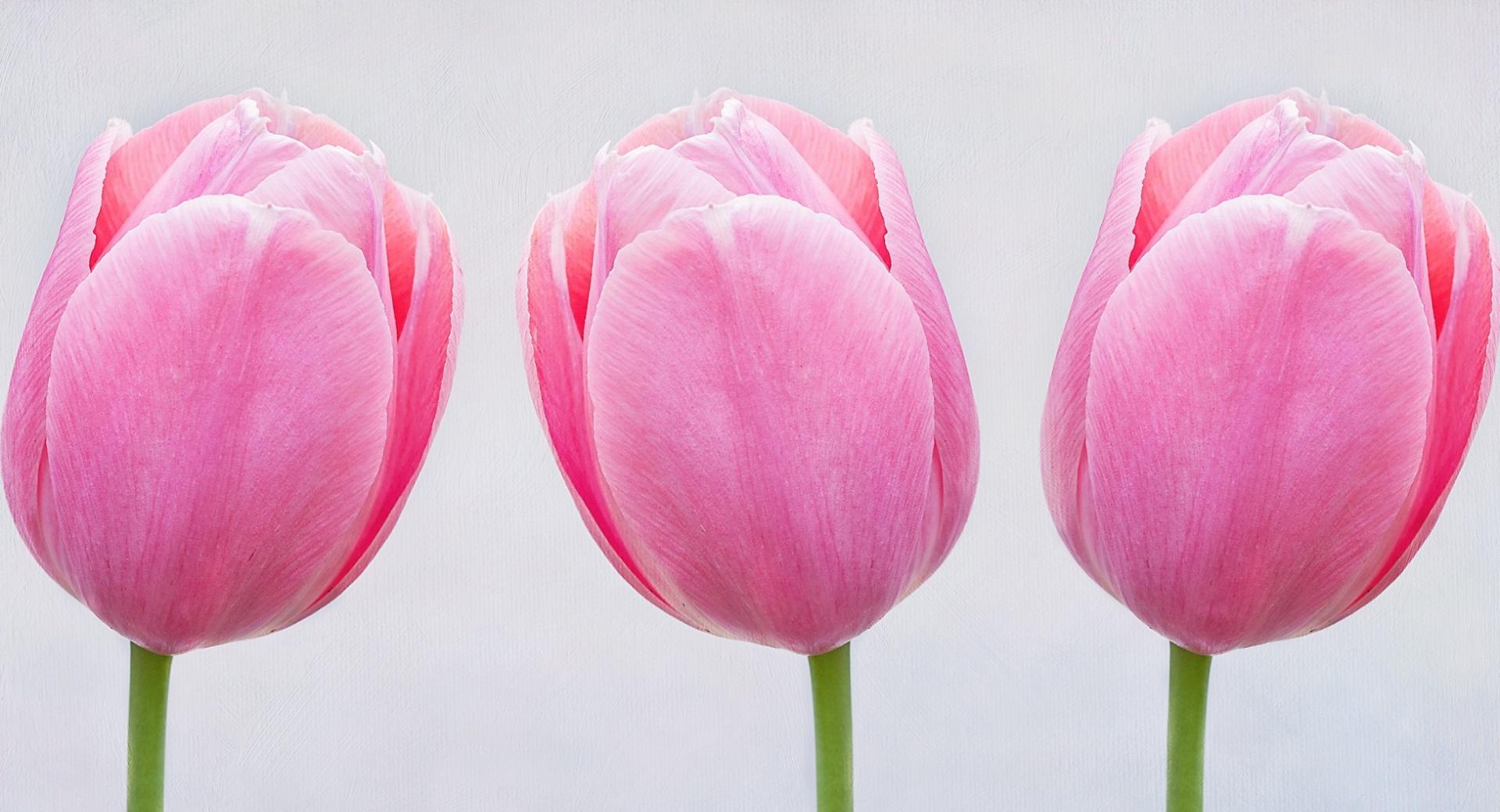 Pink Tulips at 1024 x 1024 iPad size wallpapers HD quality