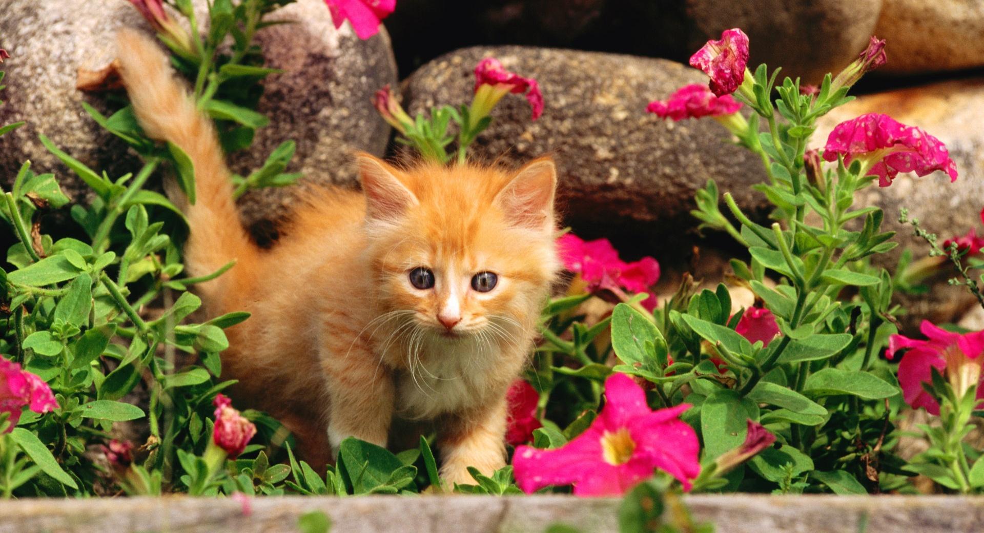 Playful Orange Kitten at 320 x 480 iPhone size wallpapers HD quality