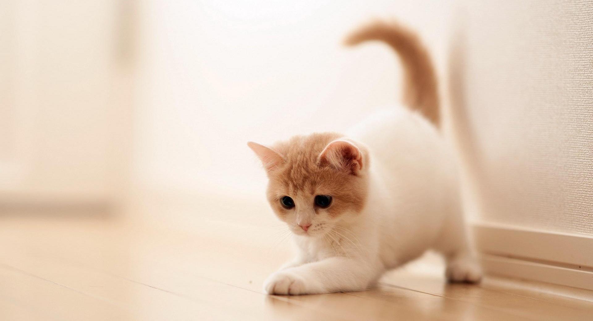 Playing Kitten at 750 x 1334 iPhone 6 size wallpapers HD quality