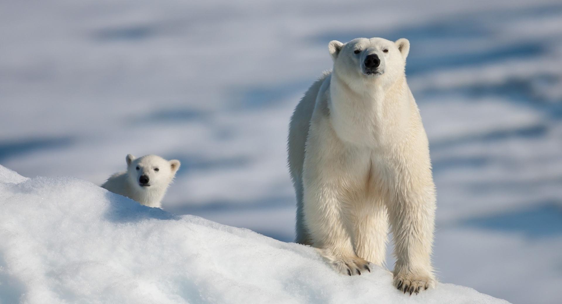 Polar Bear and Baby at 750 x 1334 iPhone 6 size wallpapers HD quality