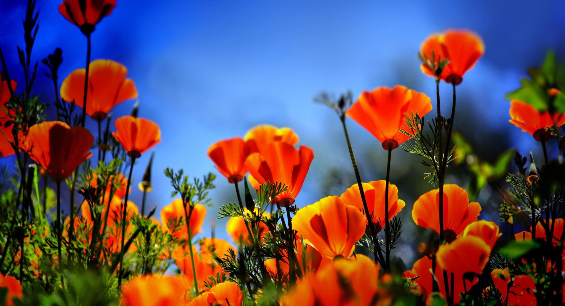 Poppies HDR at 640 x 1136 iPhone 5 size wallpapers HD quality