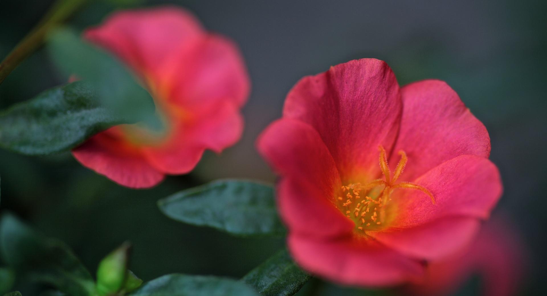 Portulaca Flowers at 1024 x 1024 iPad size wallpapers HD quality