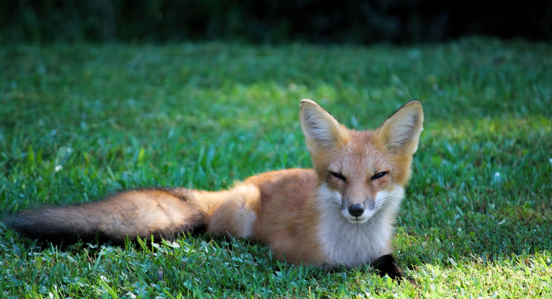 Pretty Red Fox at 1600 x 1200 size wallpapers HD quality