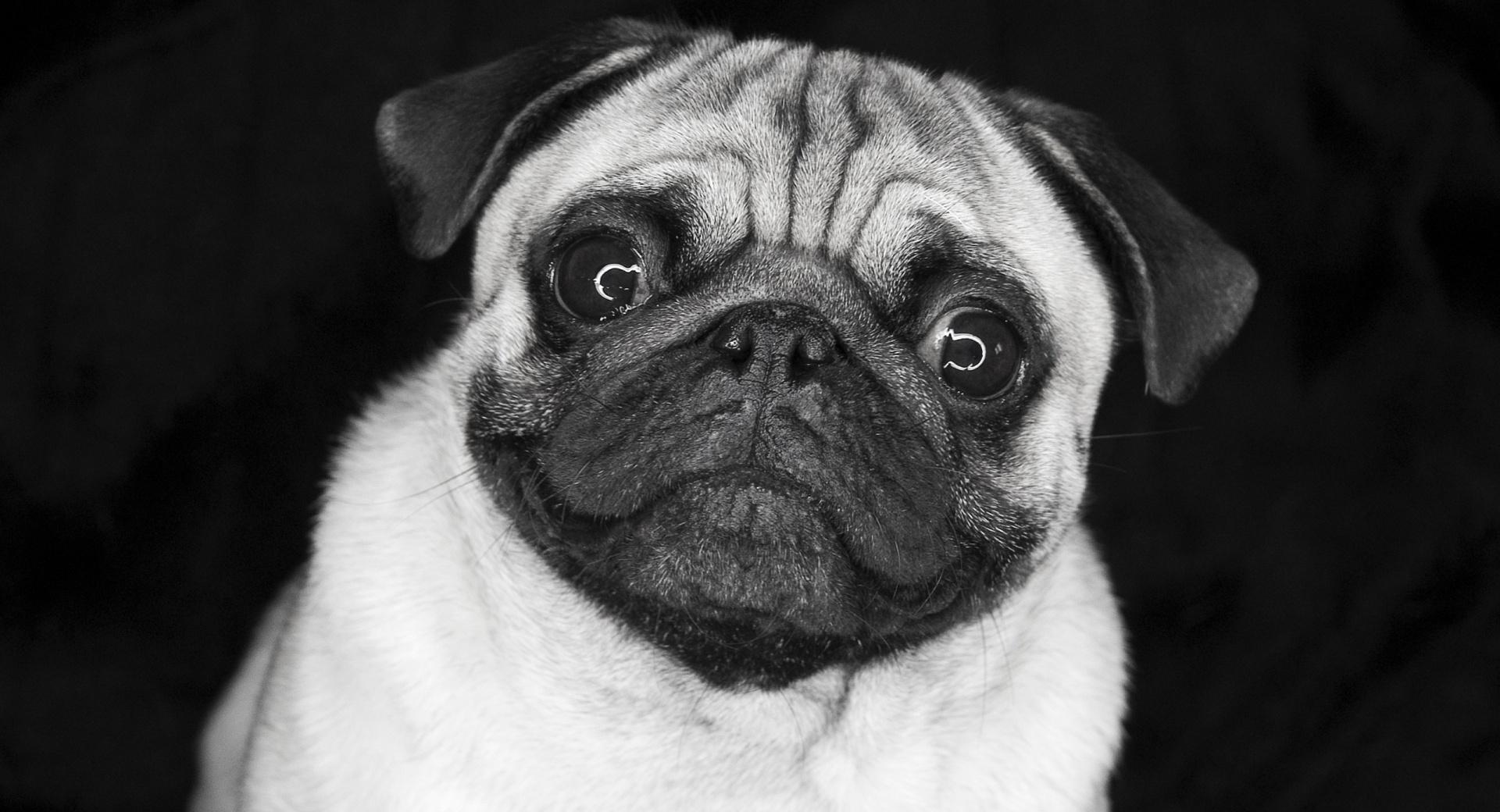 Pug In Black And White wallpapers HD quality