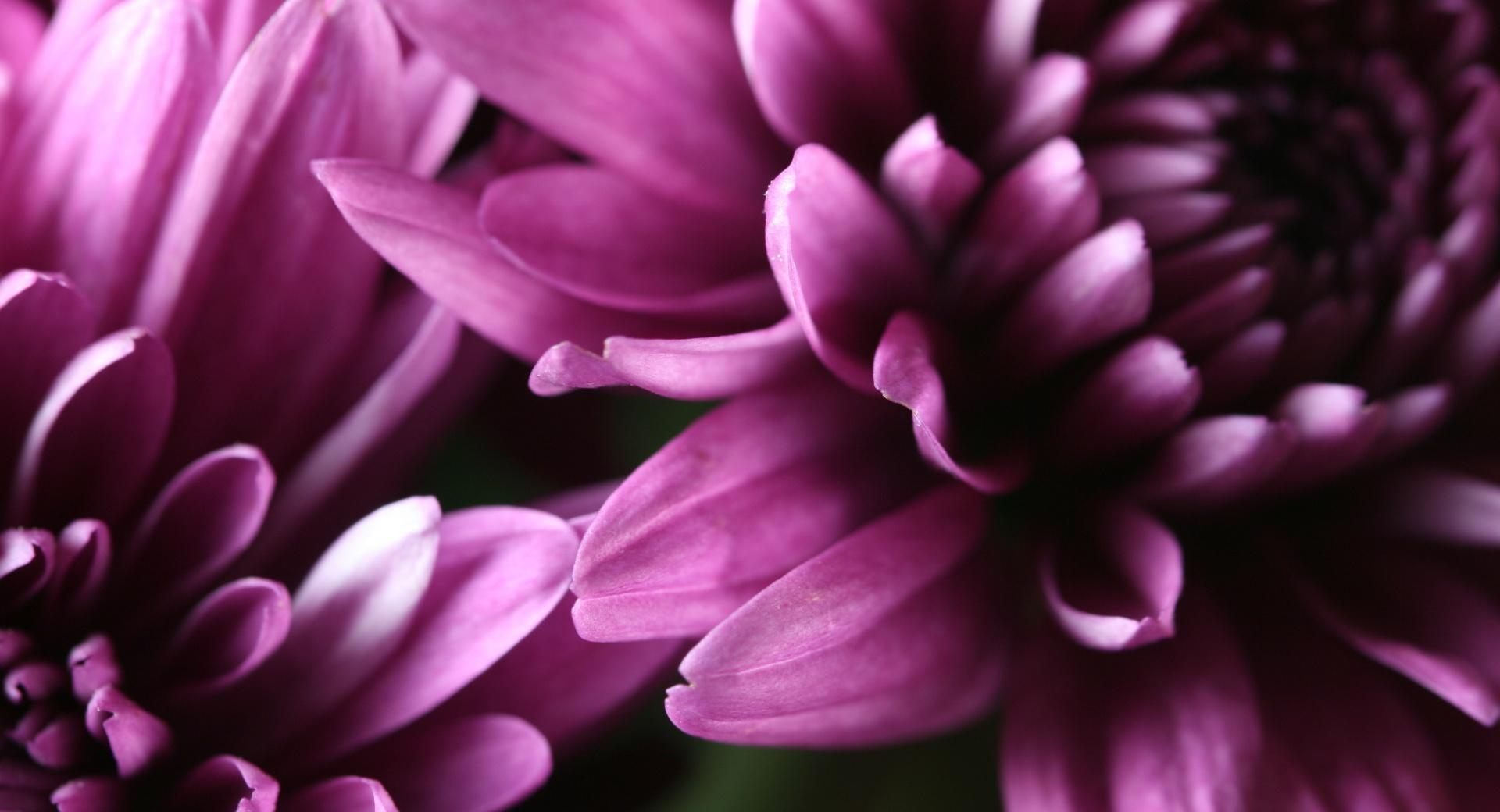 Purple Chrysanthemum at 1024 x 1024 iPad size wallpapers HD quality