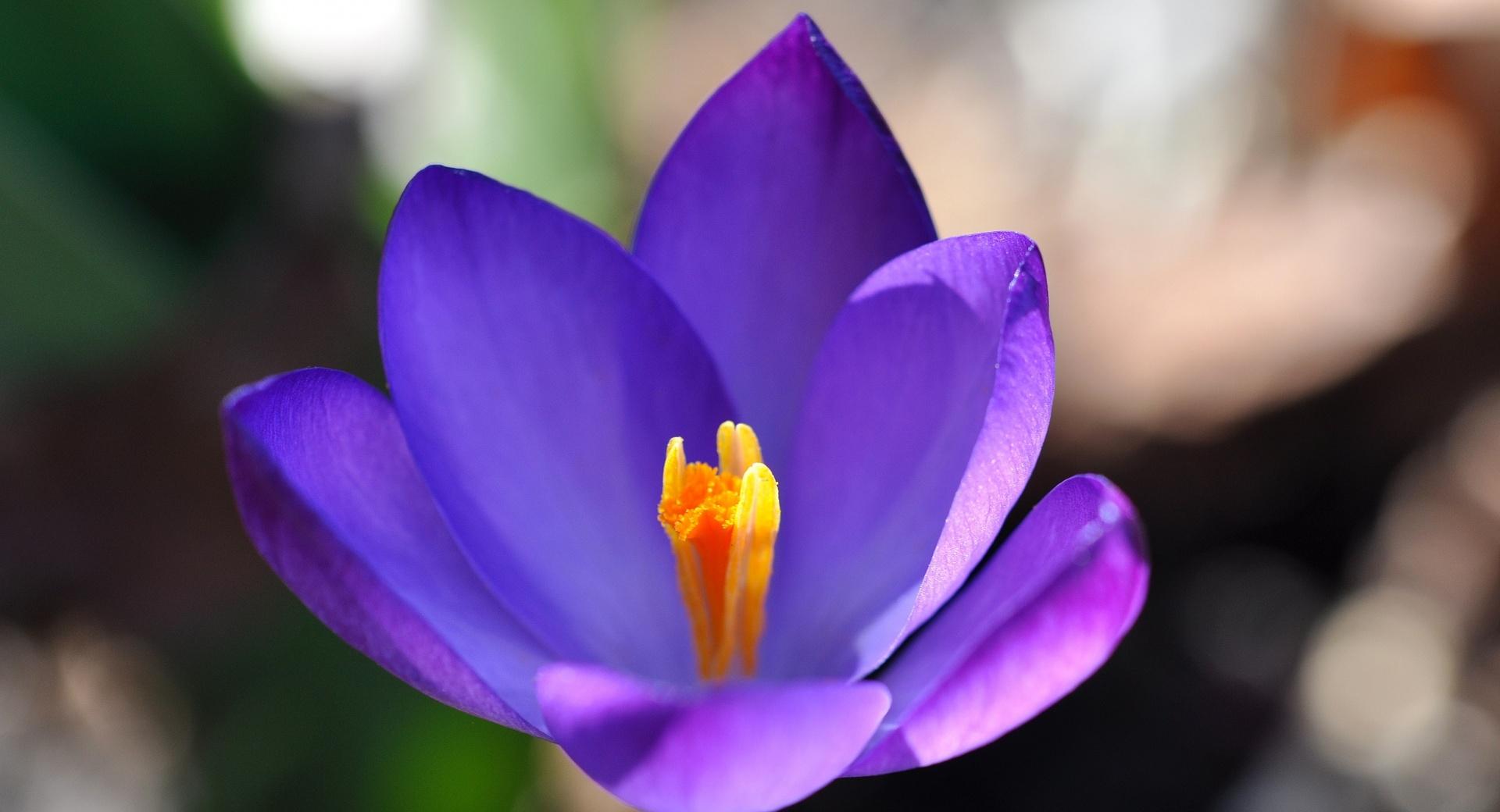 Purple Crocus Flower Closeup at 640 x 960 iPhone 4 size wallpapers HD quality