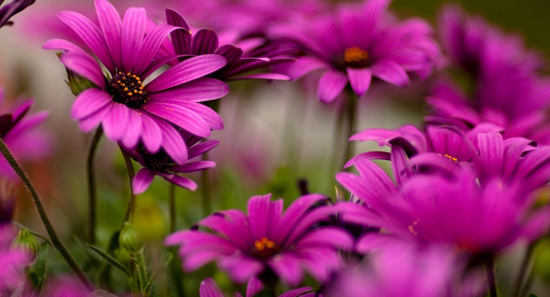 Purple Daisies at 1334 x 750 iPhone 7 size wallpapers HD quality
