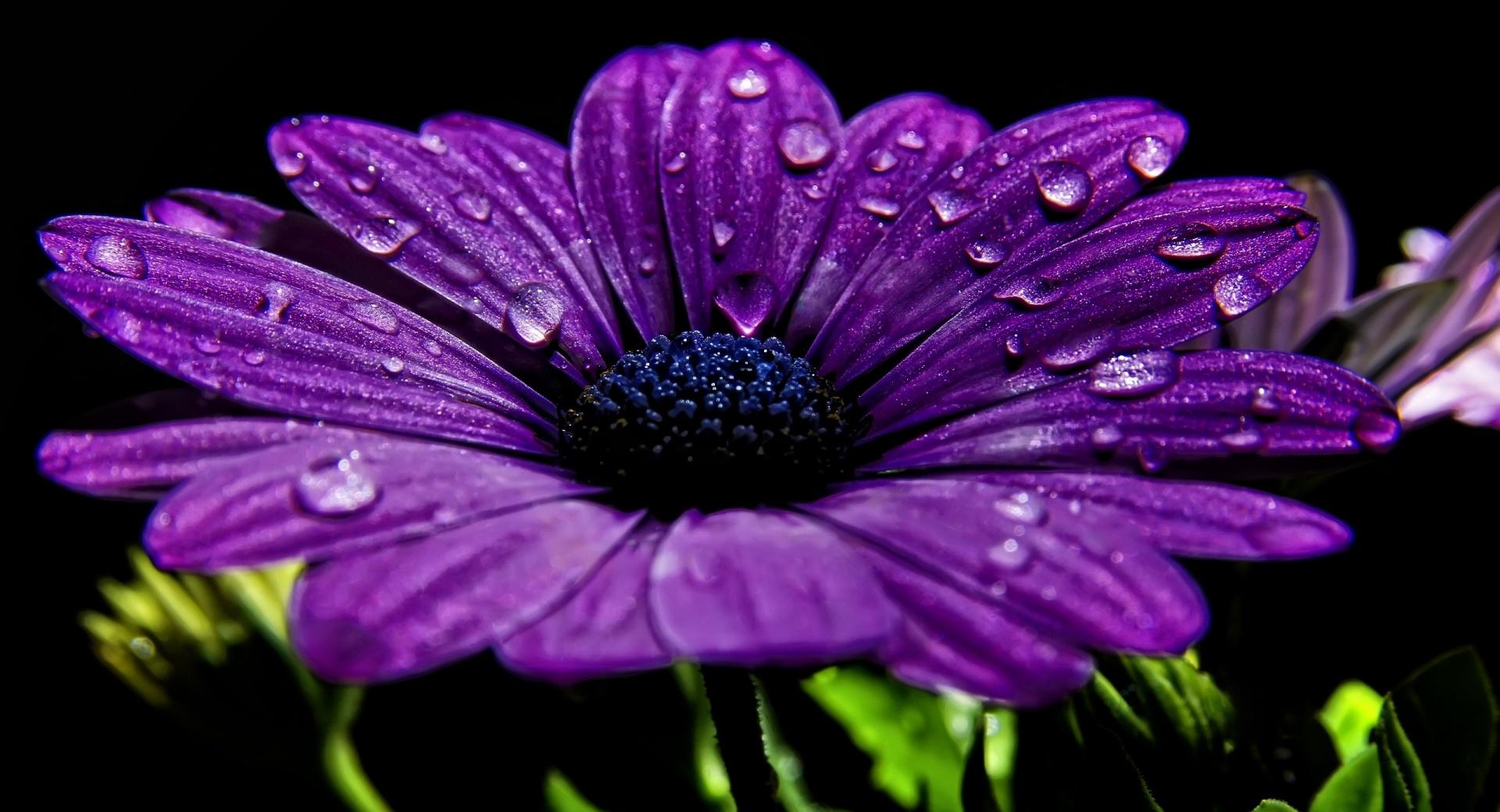 Purple Daisy at 1536 x 864 HD size wallpapers HD quality