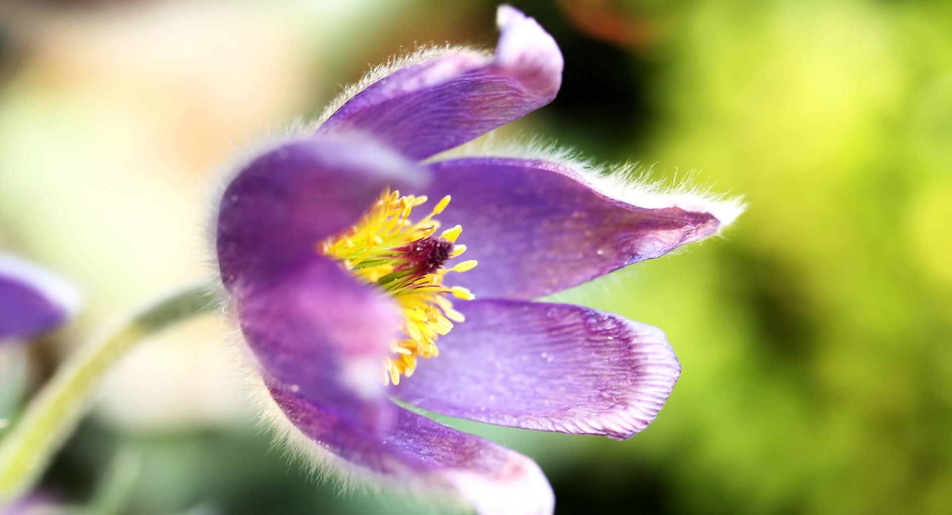 Purple Flower Macro at 1152 x 864 size wallpapers HD quality