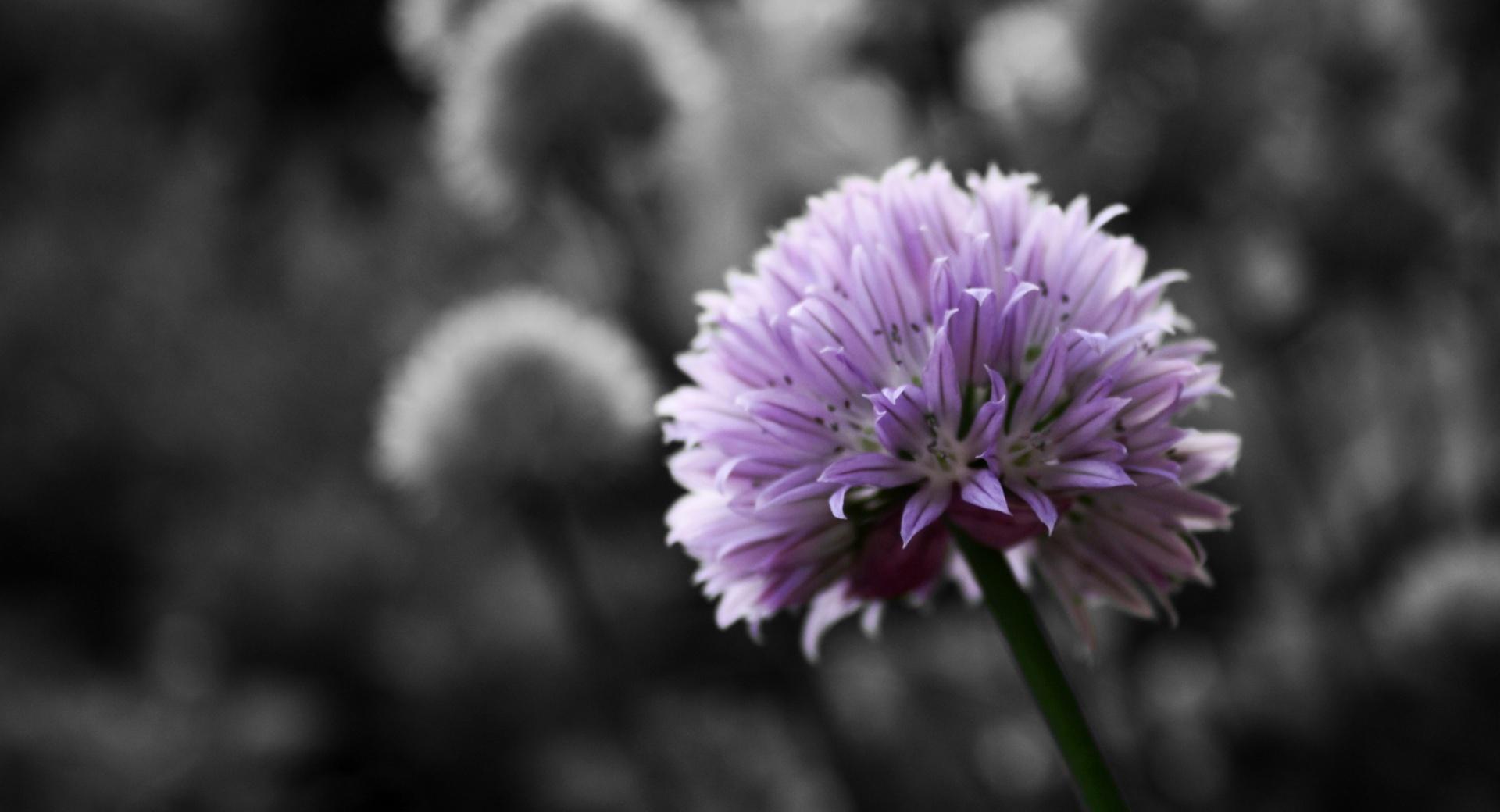 Purple Flower On Black And White Background at 640 x 1136 iPhone 5 size wallpapers HD quality