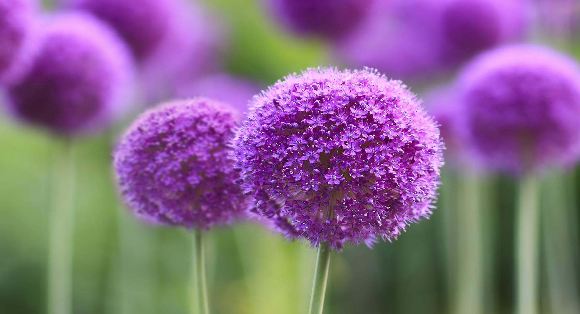 Purple Onion Flowers Field at 2048 x 2048 iPad size wallpapers HD quality