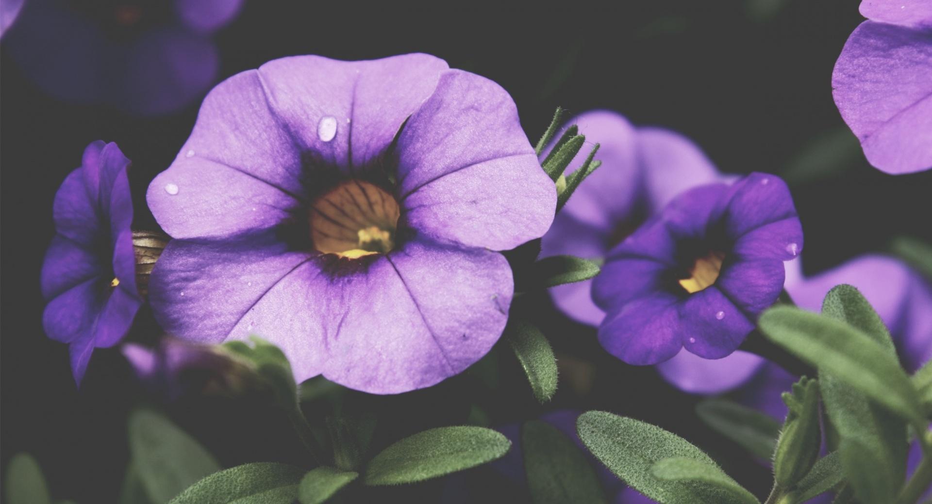 Purple Petunia Flowers at 2048 x 2048 iPad size wallpapers HD quality