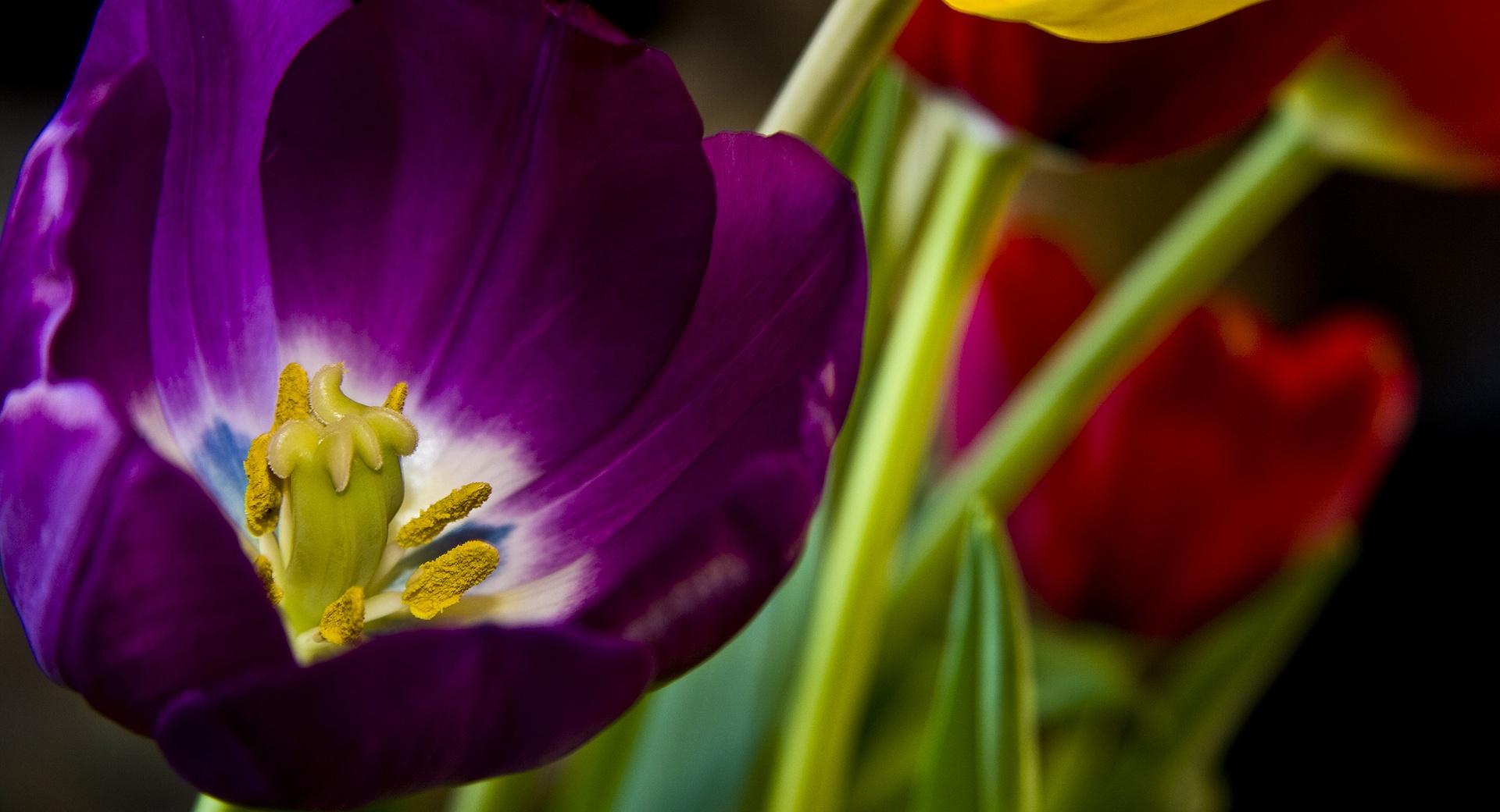 Purple Tulip at 1600 x 1200 size wallpapers HD quality