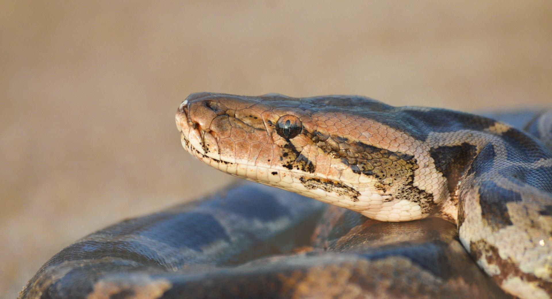 Python Snake wallpapers HD quality