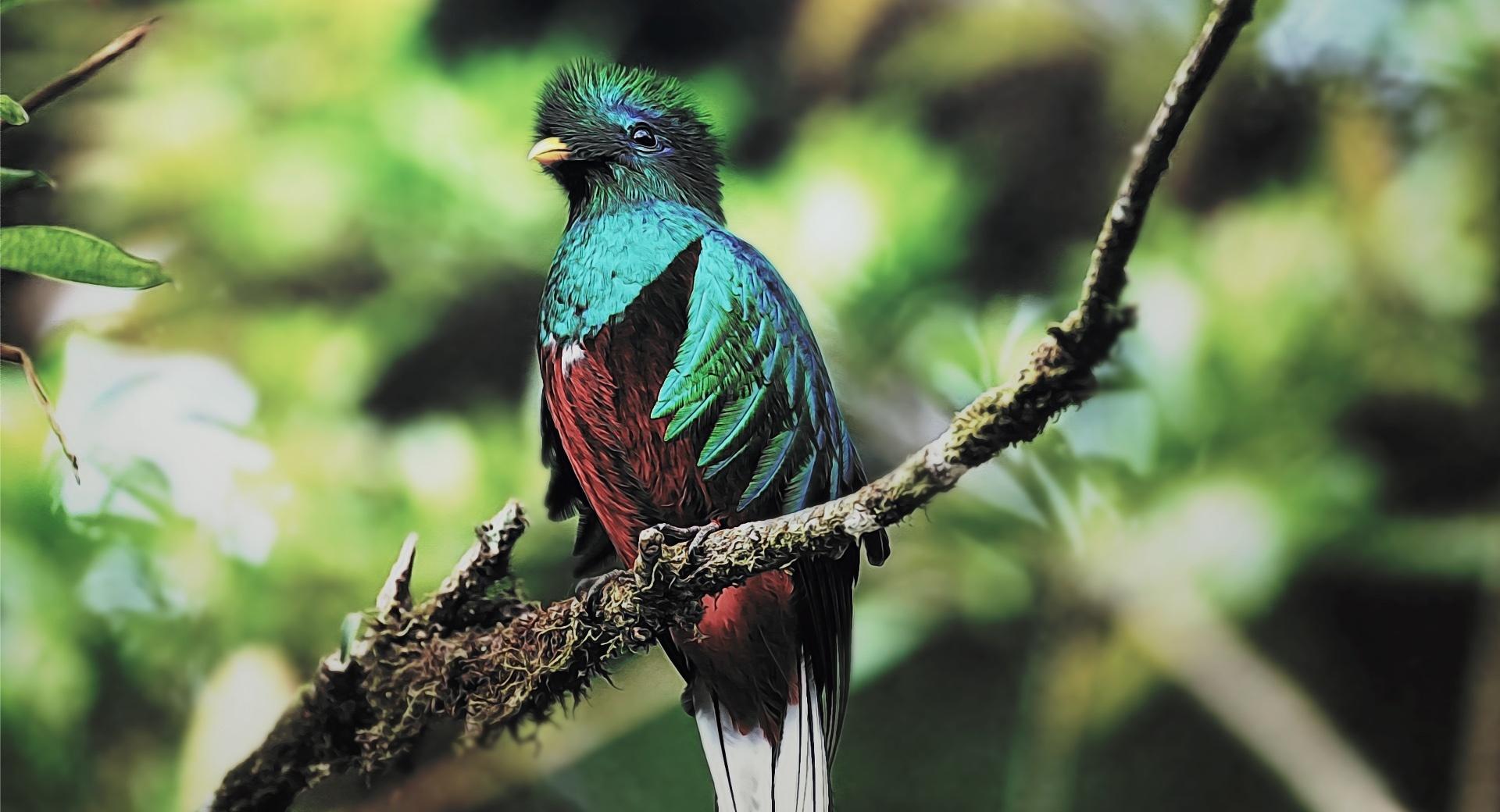 Quetzal Bird at 1280 x 960 size wallpapers HD quality