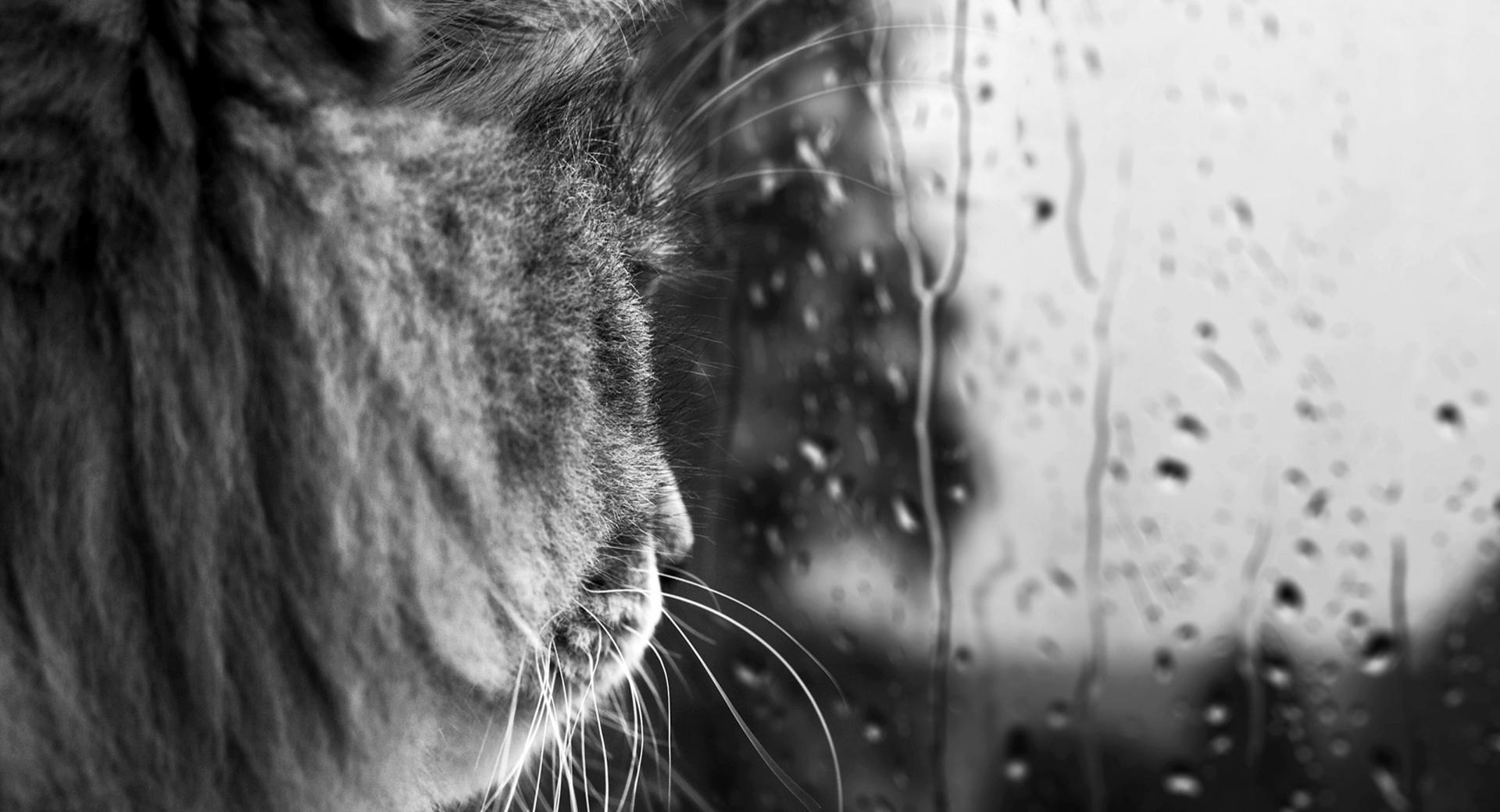 Rainy Day BW at 1024 x 1024 iPad size wallpapers HD quality