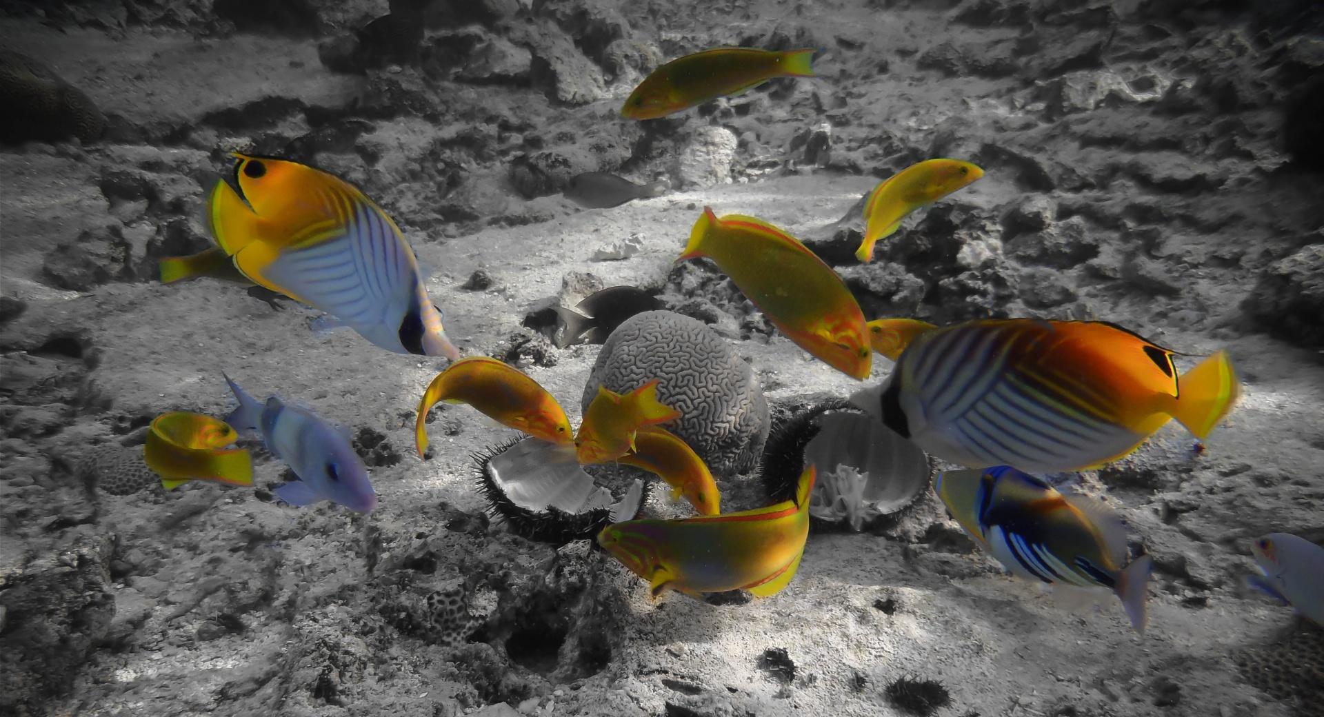 Rarotonga Underwater at 1024 x 1024 iPad size wallpapers HD quality
