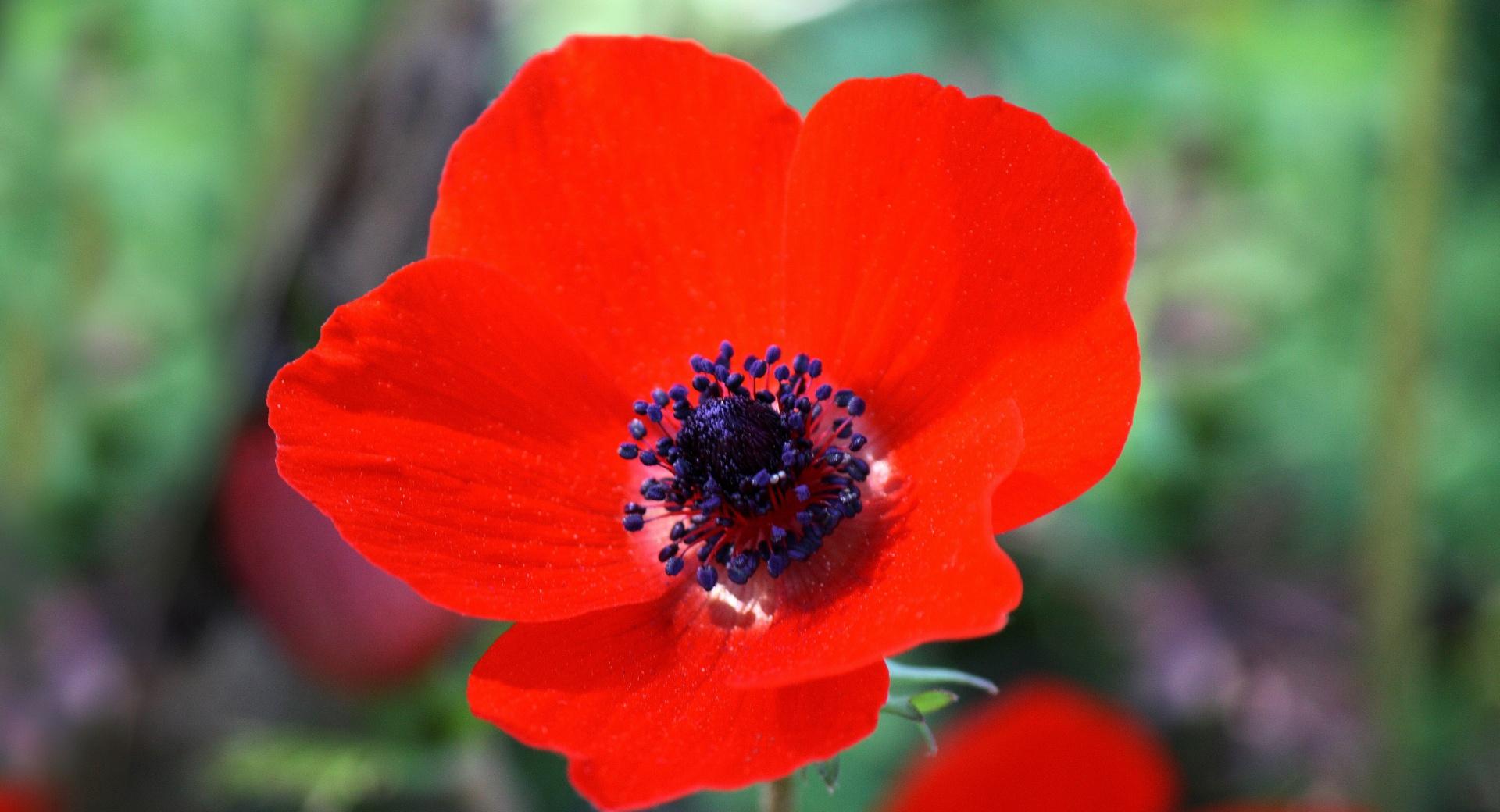 Red Anemone Flower wallpapers HD quality