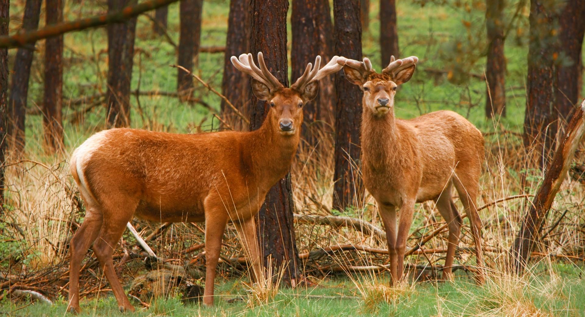 Red Deer Stags at 750 x 1334 iPhone 6 size wallpapers HD quality