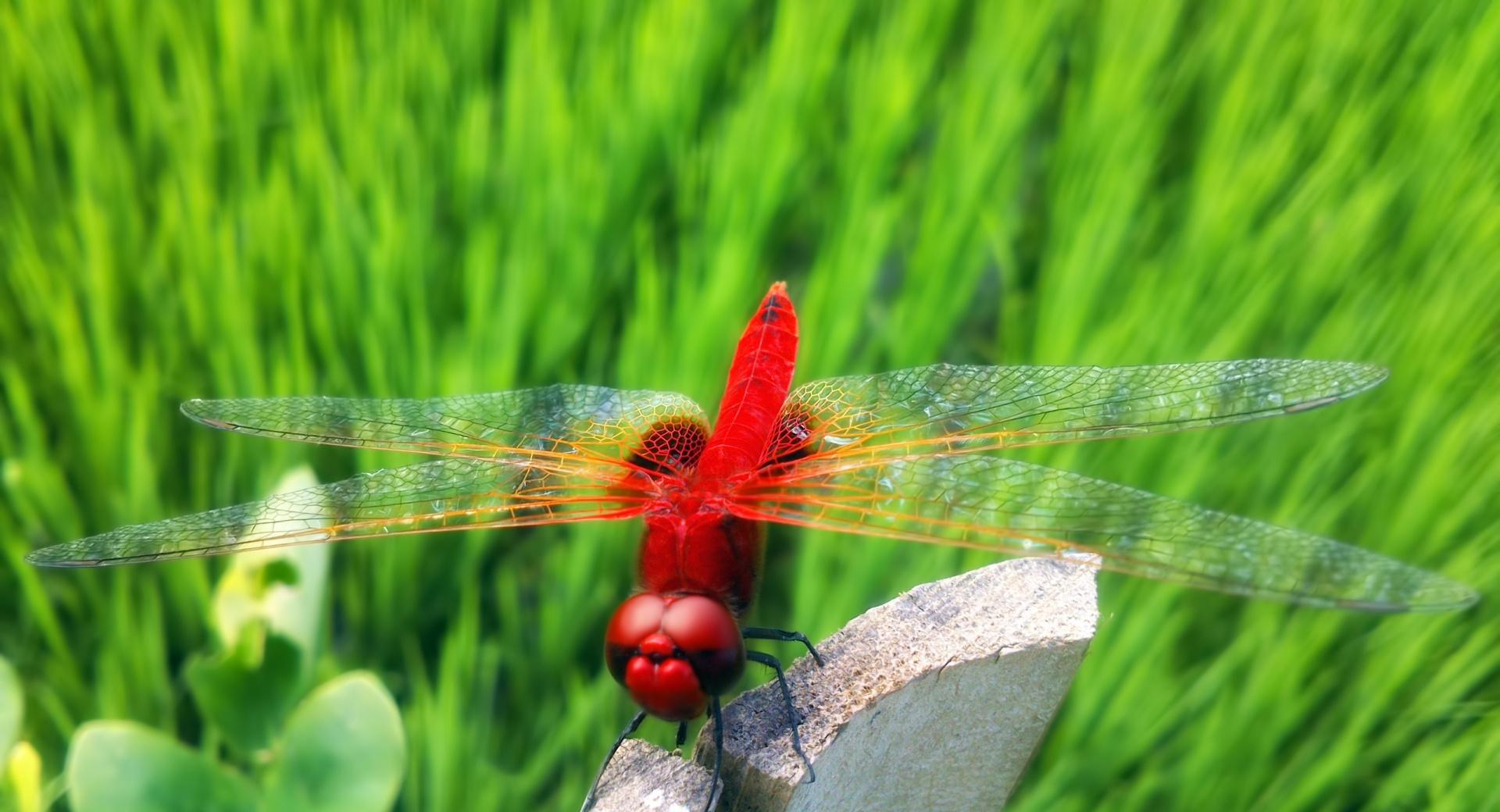Red Dragonfly wallpapers HD quality