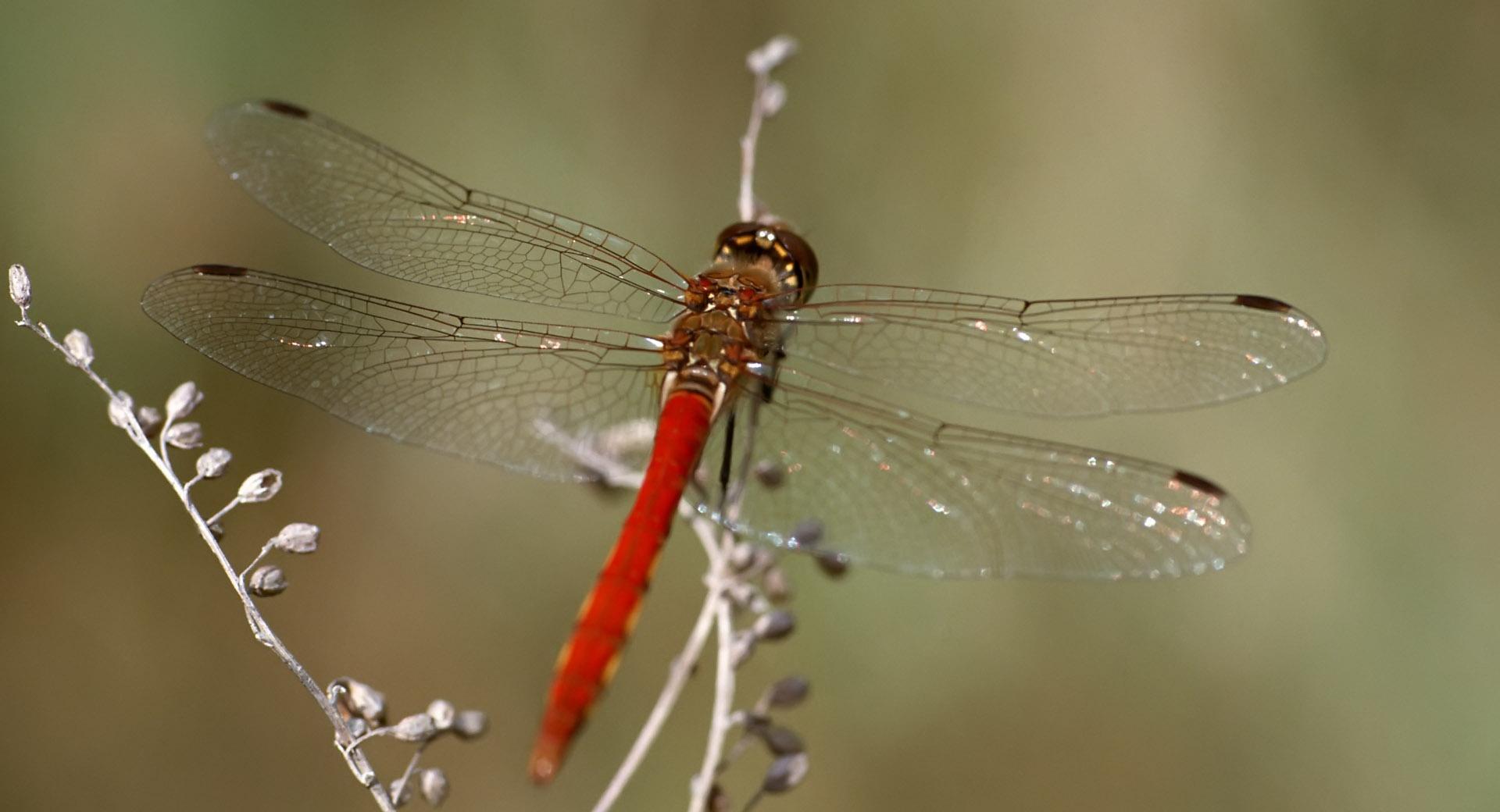 Red Dragonfly Macro wallpapers HD quality