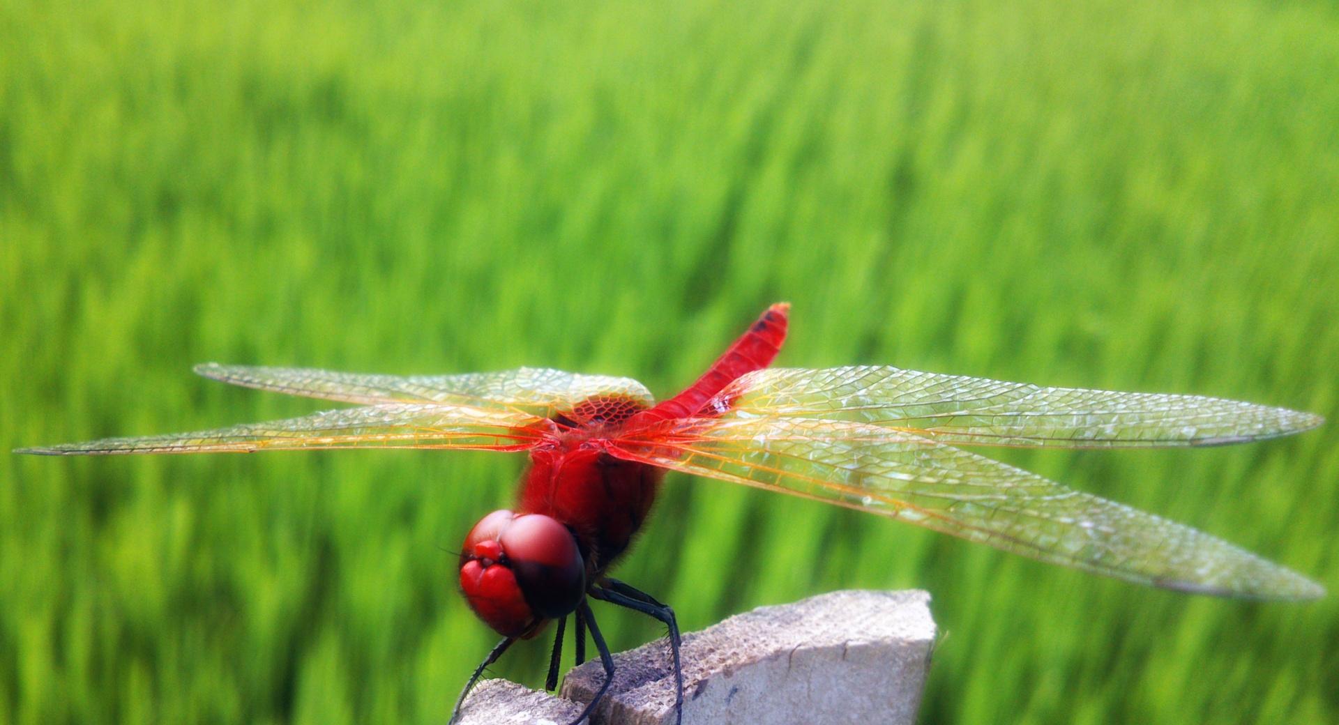 Red Dragonfly Part 2 at 1280 x 960 size wallpapers HD quality