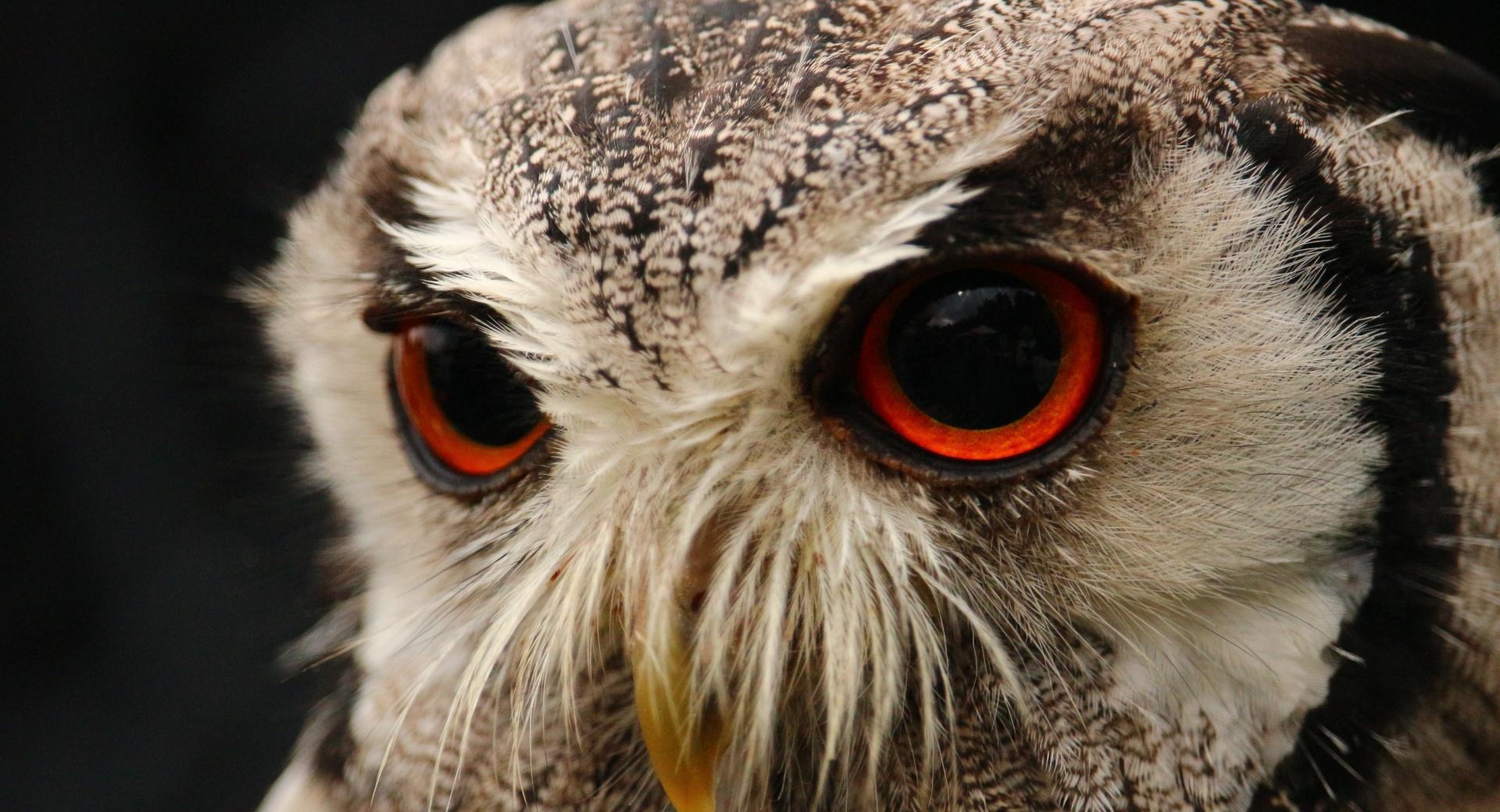 Red Eyed Owl at 1280 x 960 size wallpapers HD quality
