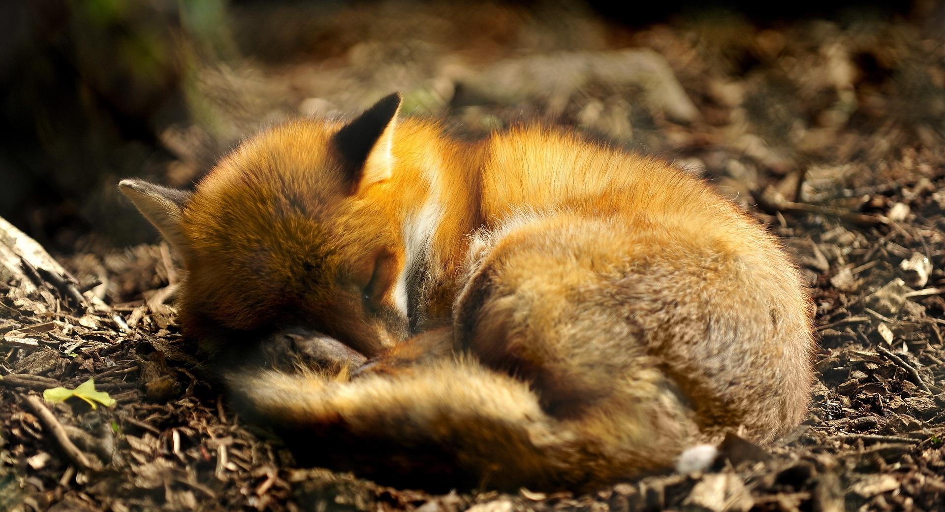Red Fox Sleeping wallpapers HD quality