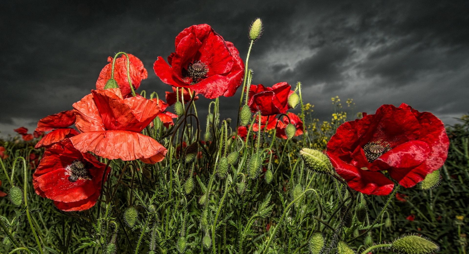 Red Poppy Field at 1280 x 960 size wallpapers HD quality
